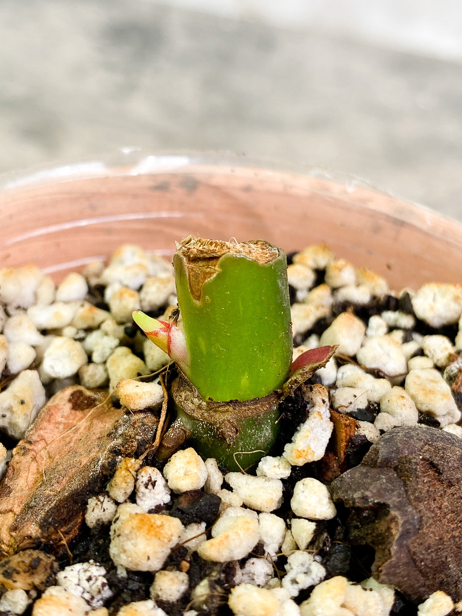 Philodendron White Princess Tricolor slightly rooted node 1 sprout