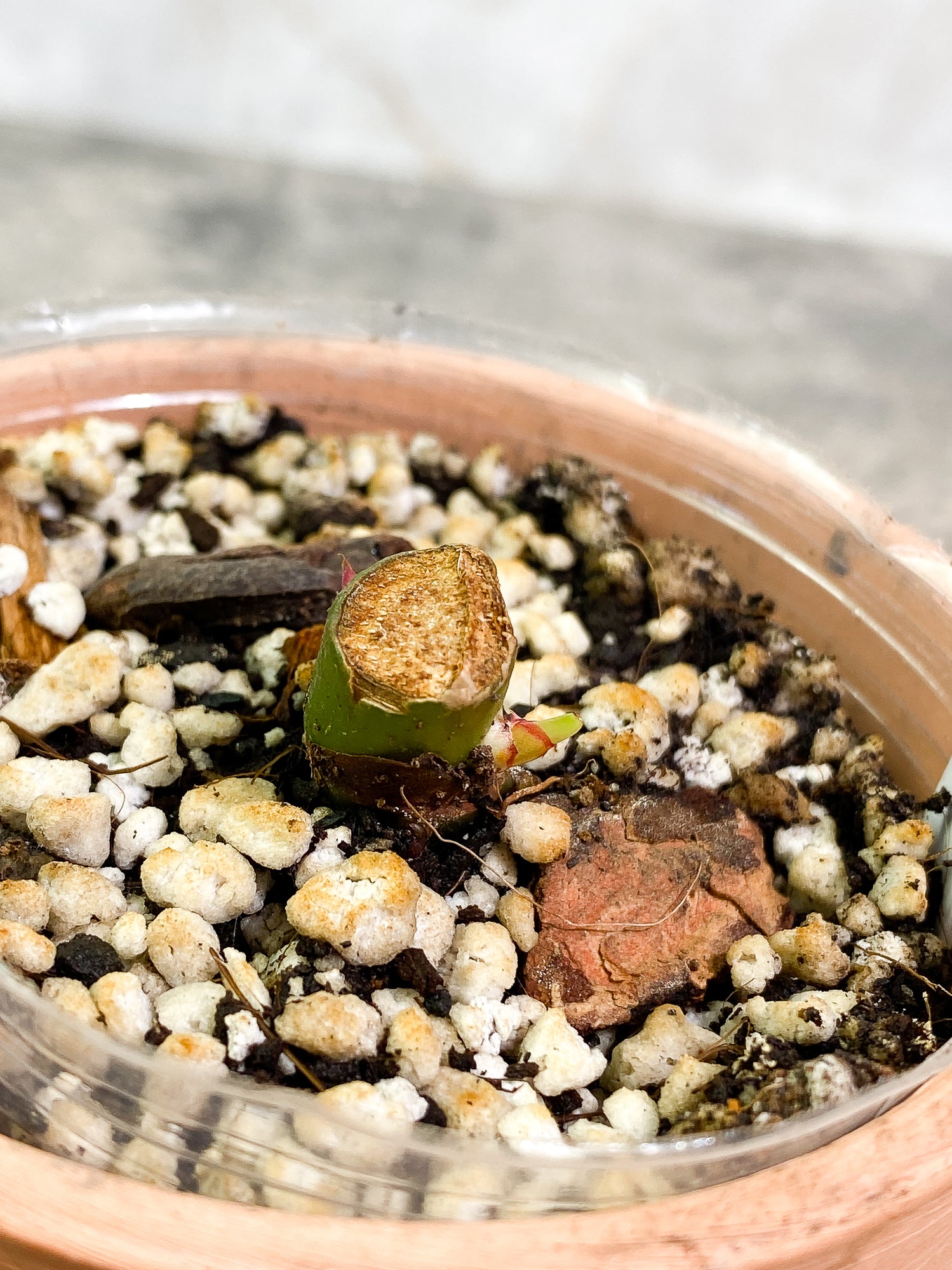 Philodendron White Princess Tricolor slightly rooted node 1 sprout