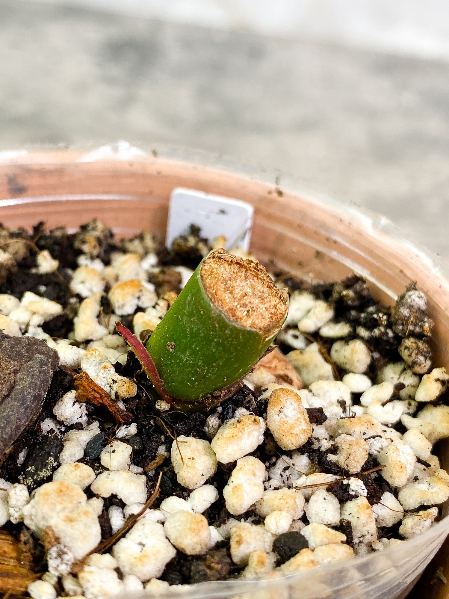 Philodendron White Princess Tricolor slightly rooted node 1 sprout