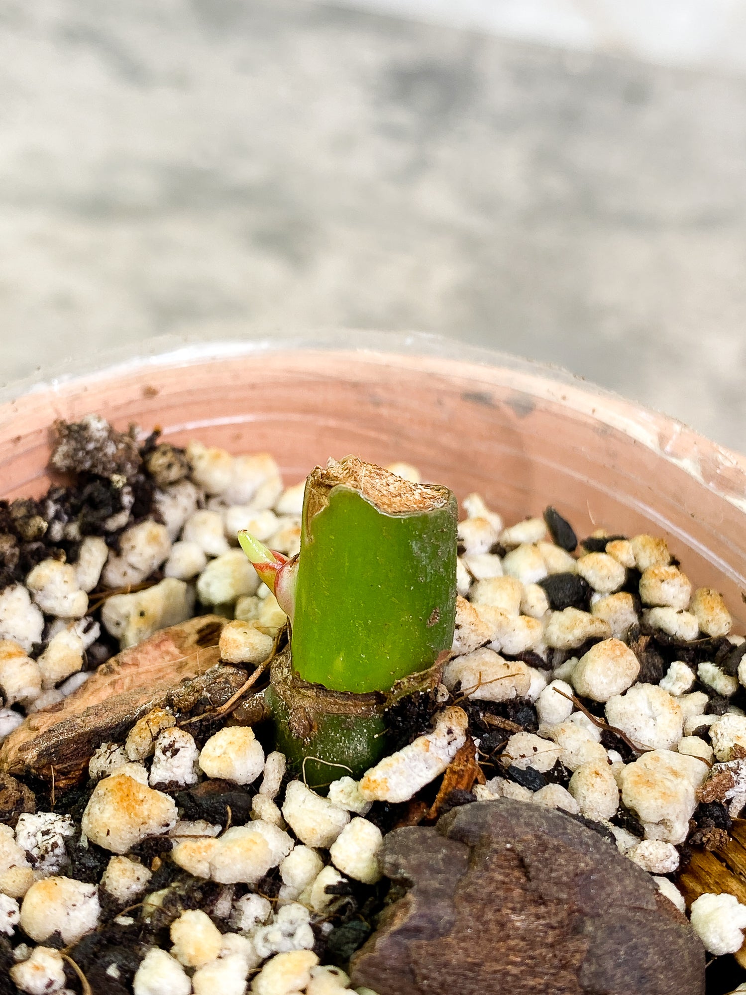 Philodendron White Princess Tricolor slightly rooted node 1 sprout