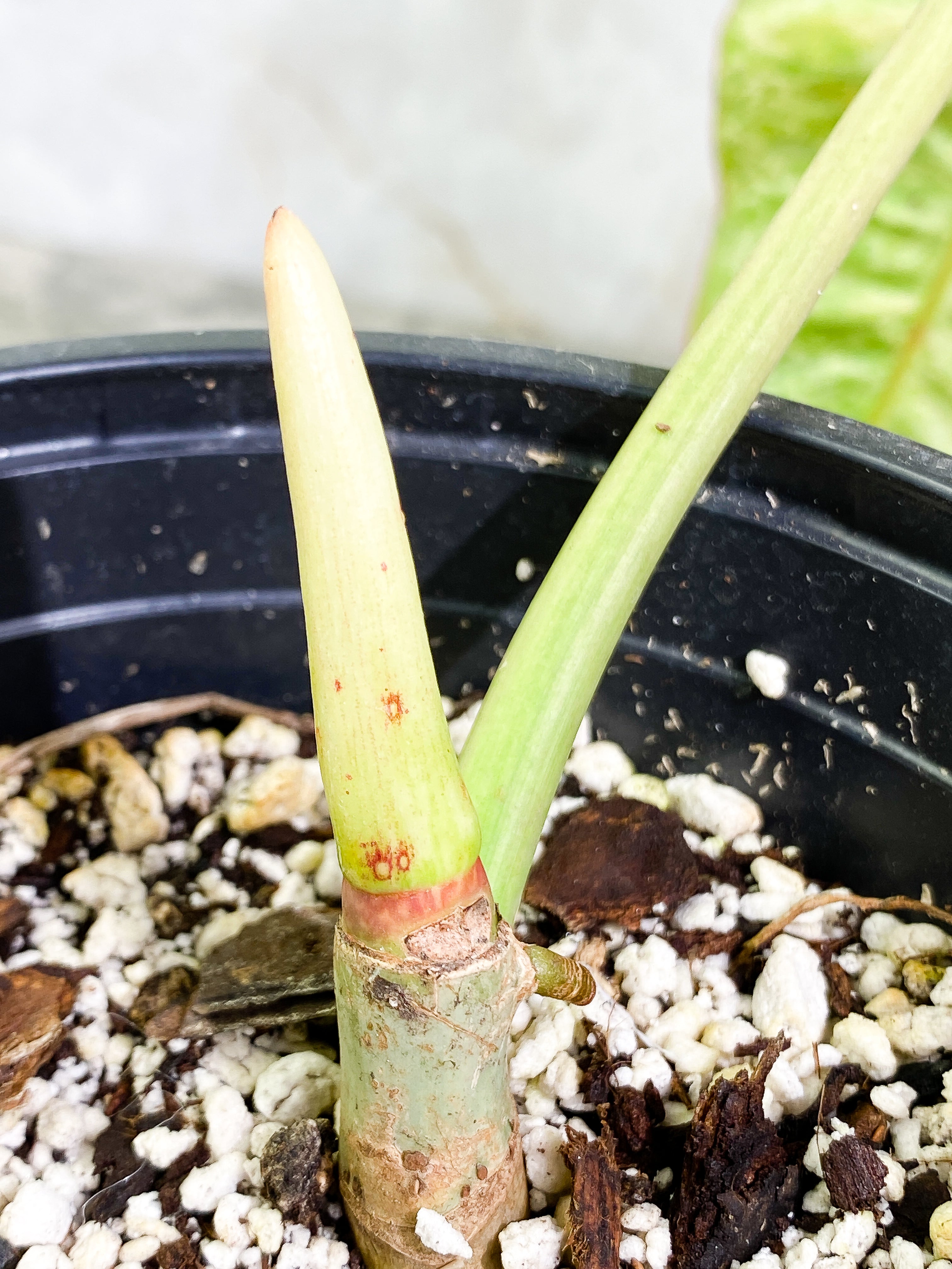 Philodendron Paraiso Verde Rooted 1 leaf 1 sprout Top Cutting
