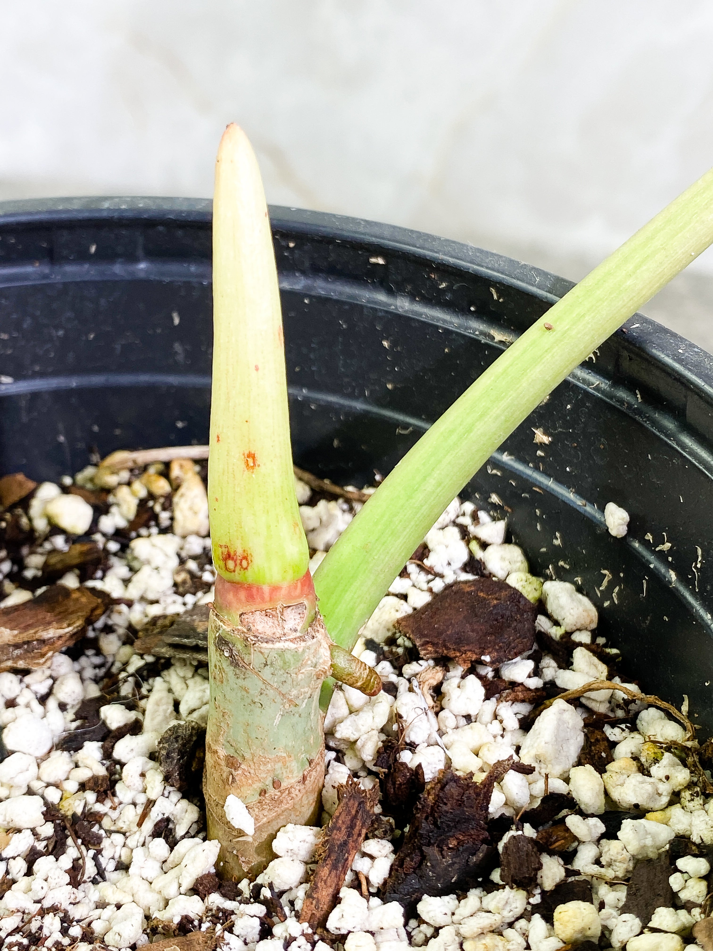Philodendron Paraiso Verde Rooted 1 leaf 1 sprout Top Cutting