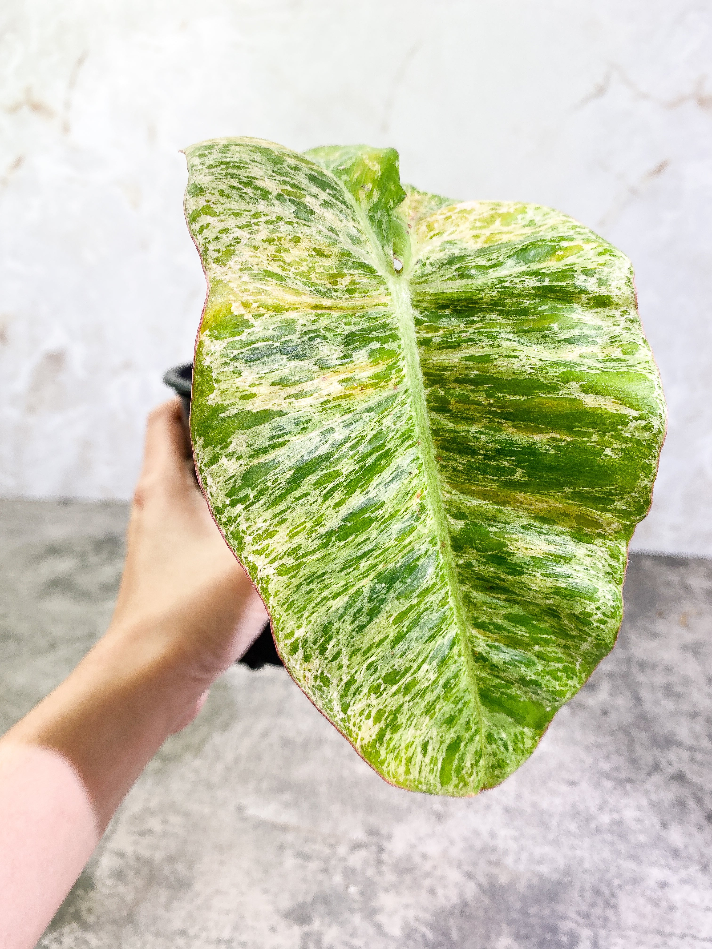 Philodendron Paraiso Verde Rooted 1 leaf 1 sprout Top Cutting