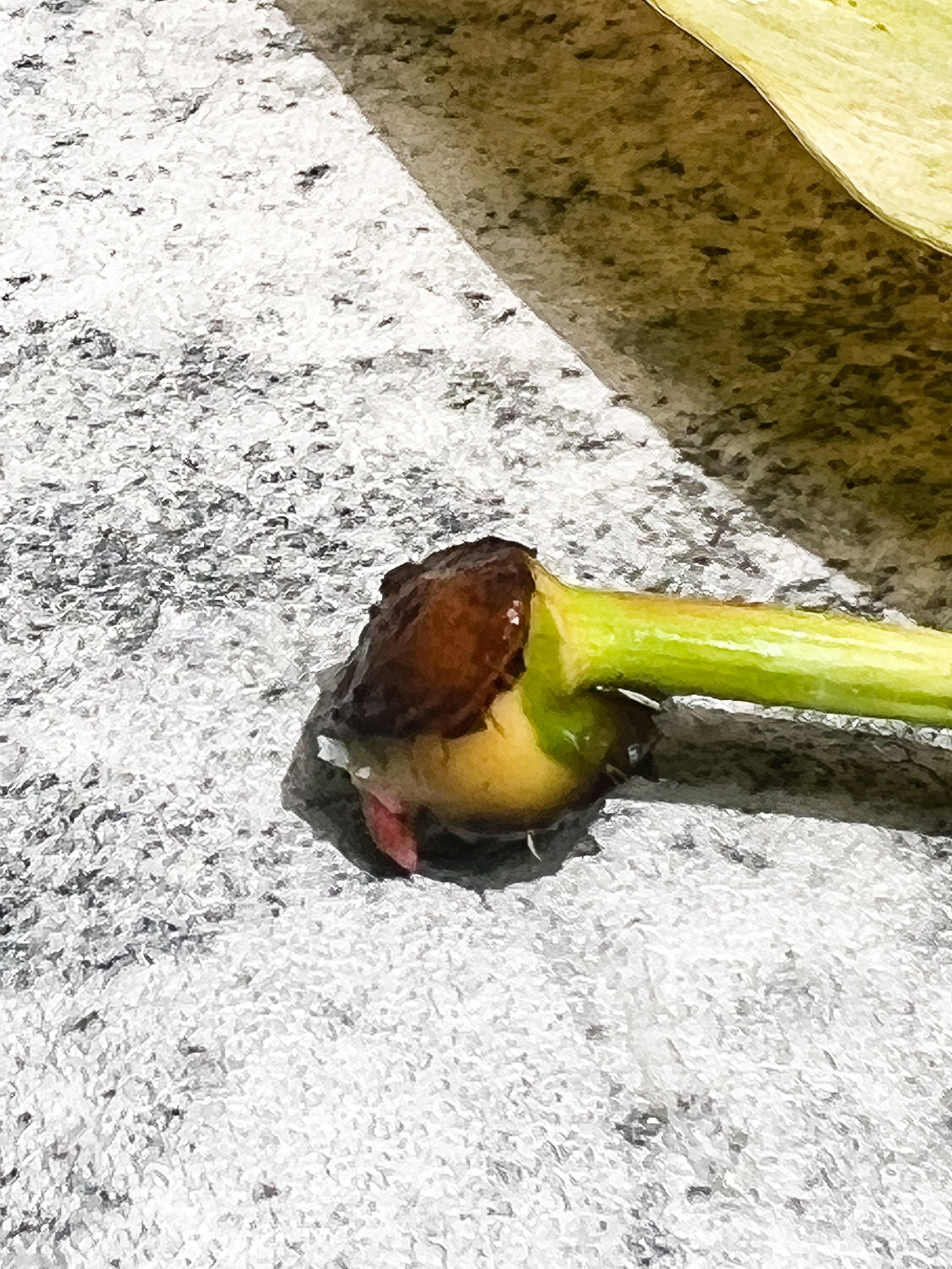 Philodendron golden dragon Variegated node with 1 sprout Rooting