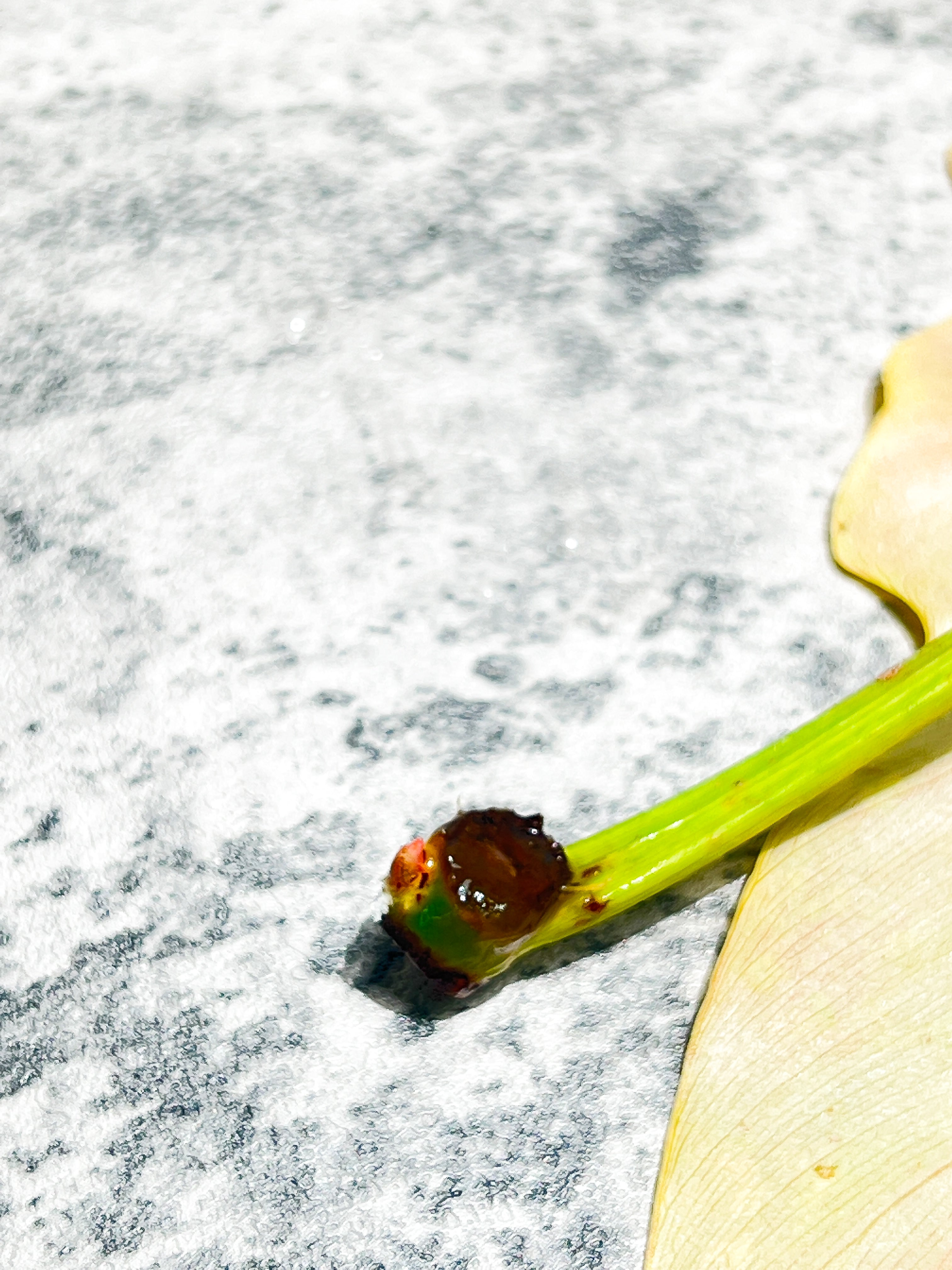 Philodendron golden dragon Variegated node with 1 sprout Rooting