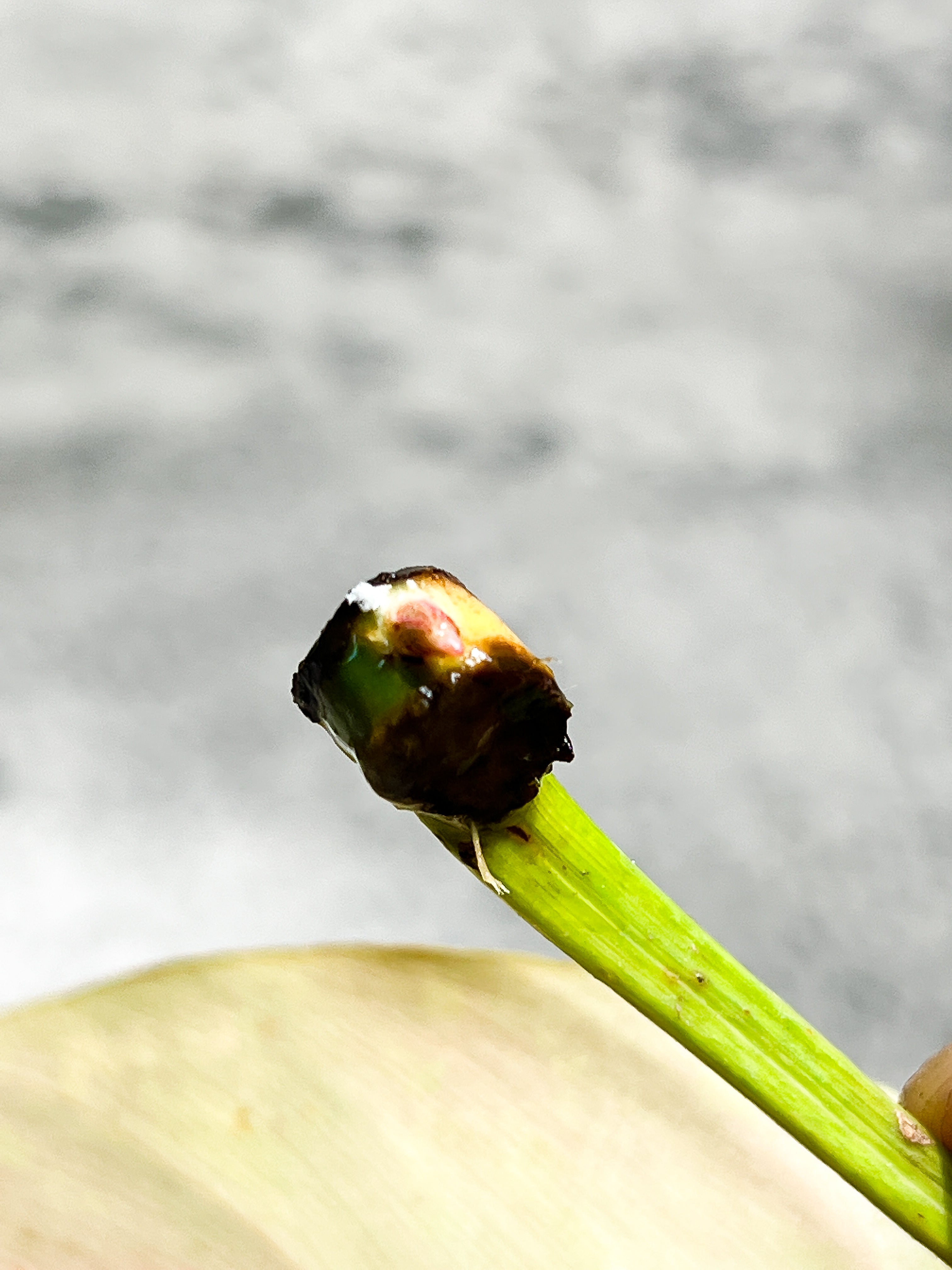 Philodendron golden dragon Variegated node with 1 sprout Rooting