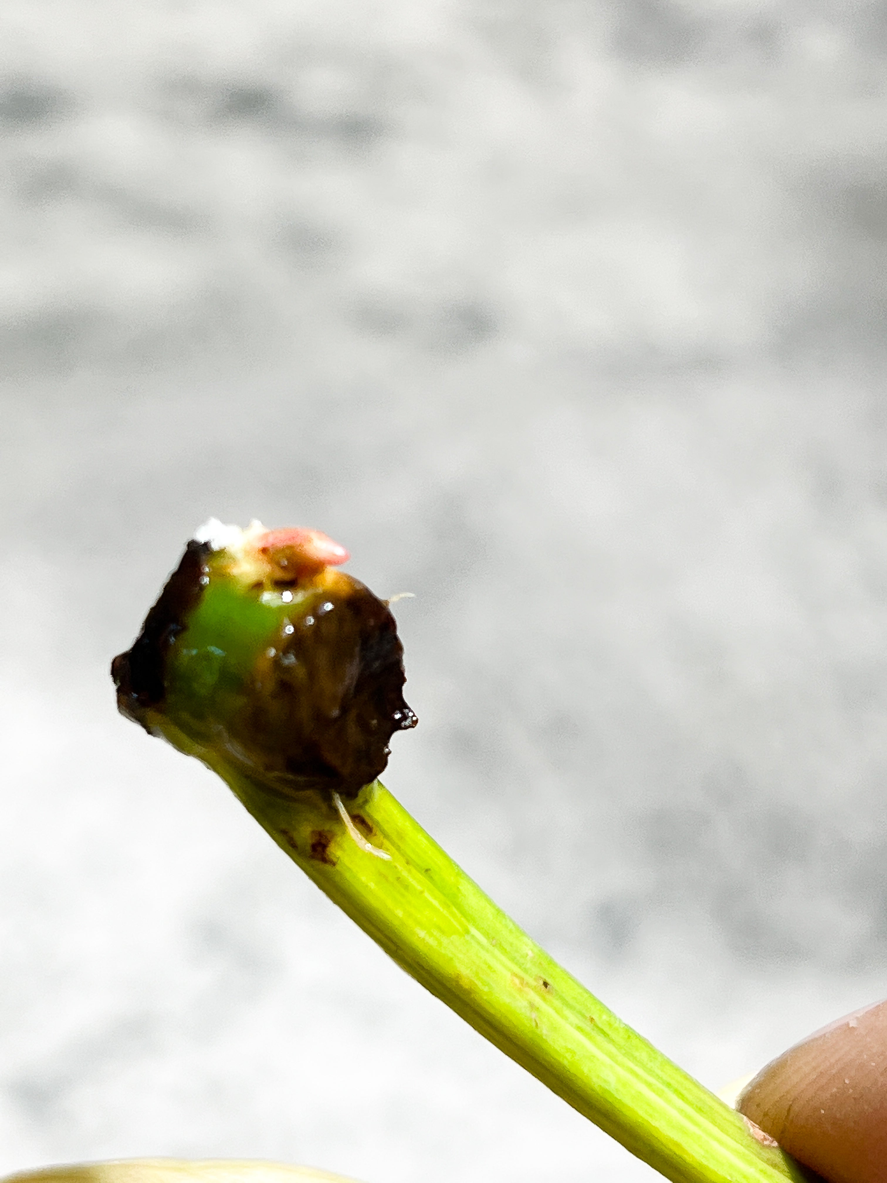 Philodendron golden dragon Variegated node with 1 sprout Rooting