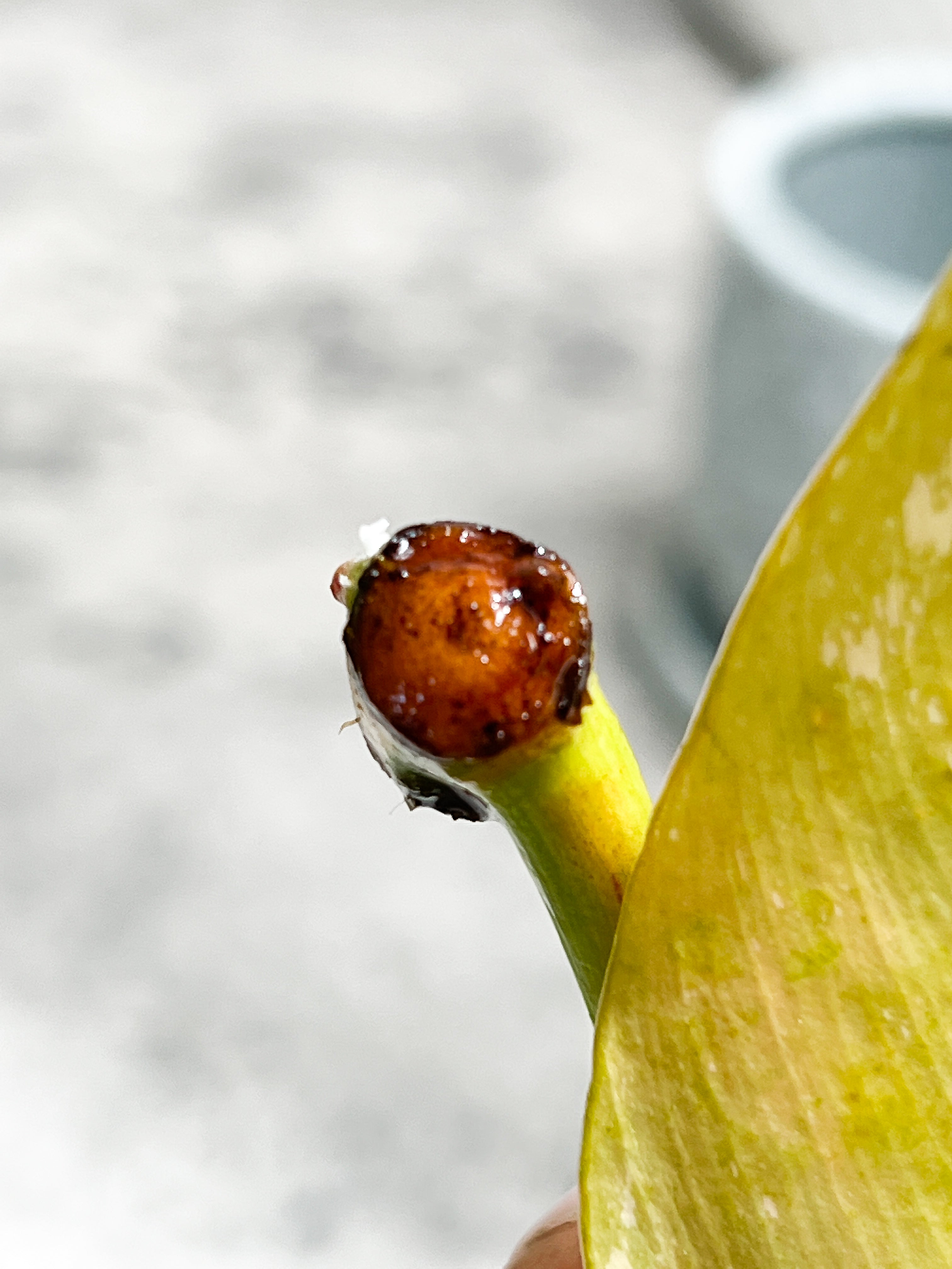 Philodendron golden dragon Variegated node with 1 sprout Rooting