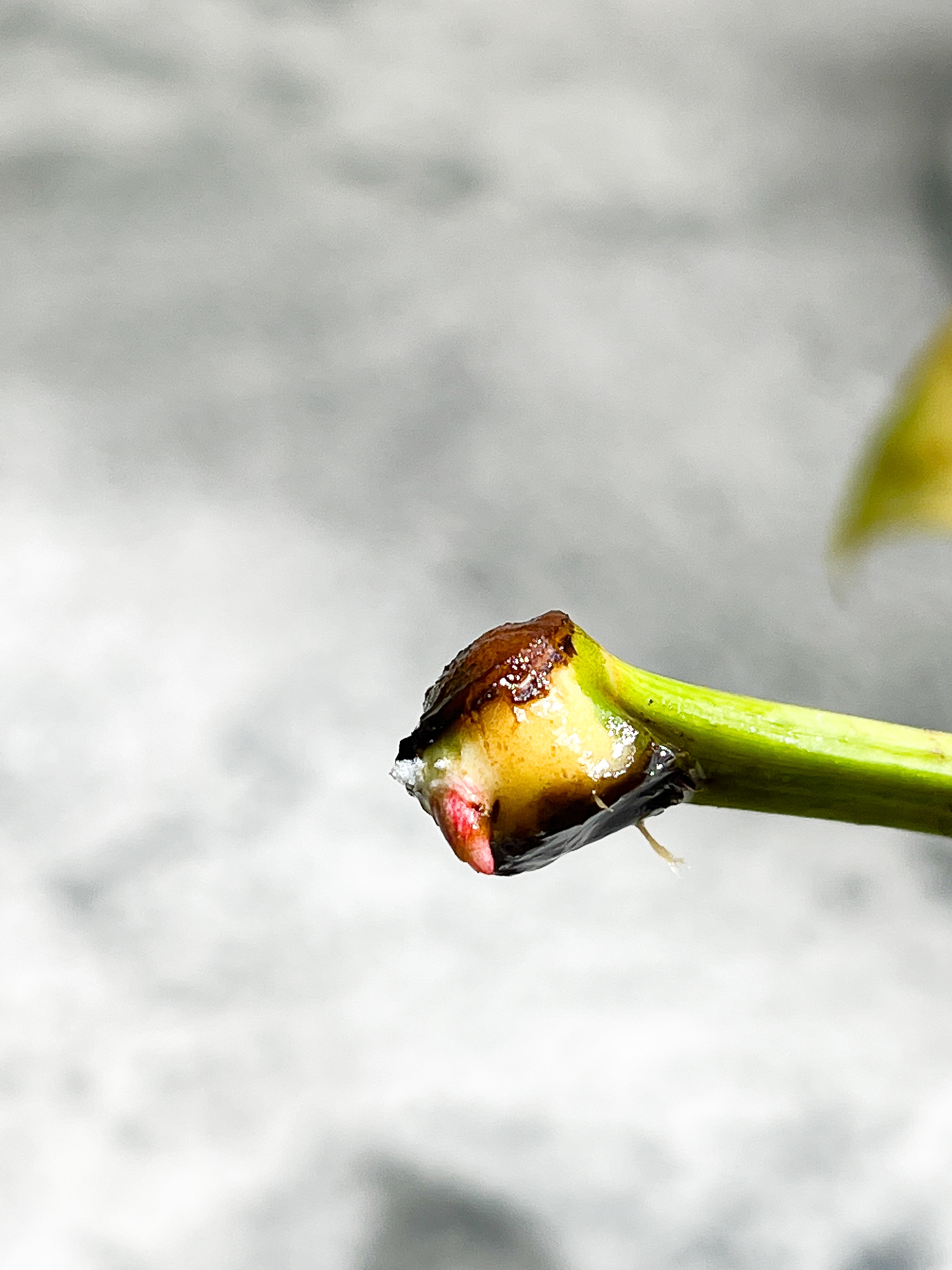Philodendron golden dragon Variegated node with 1 sprout Rooting