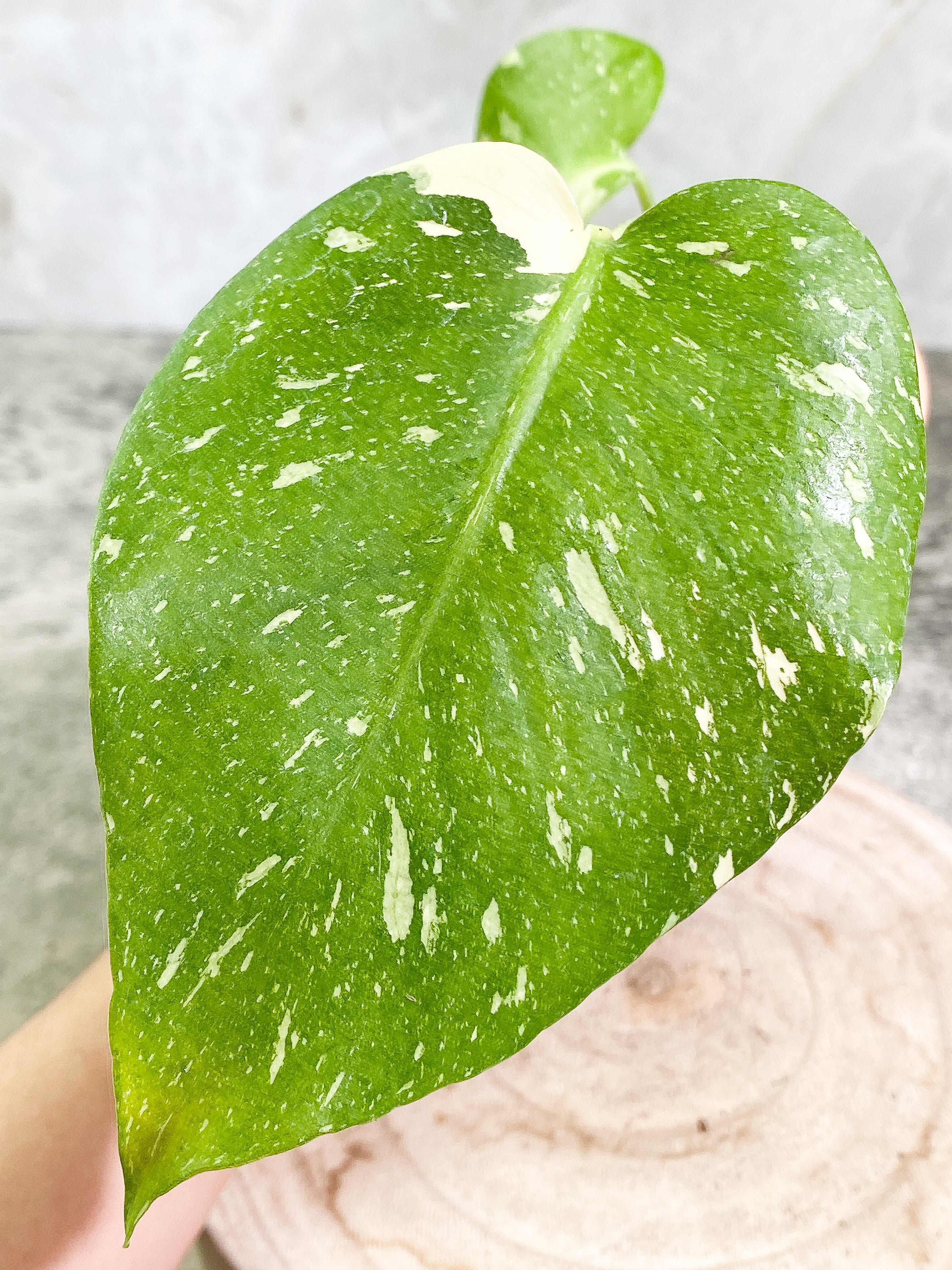Monstera Thai Constellation Rooting in soil Top Cutting 2 leaves Highly Variegated