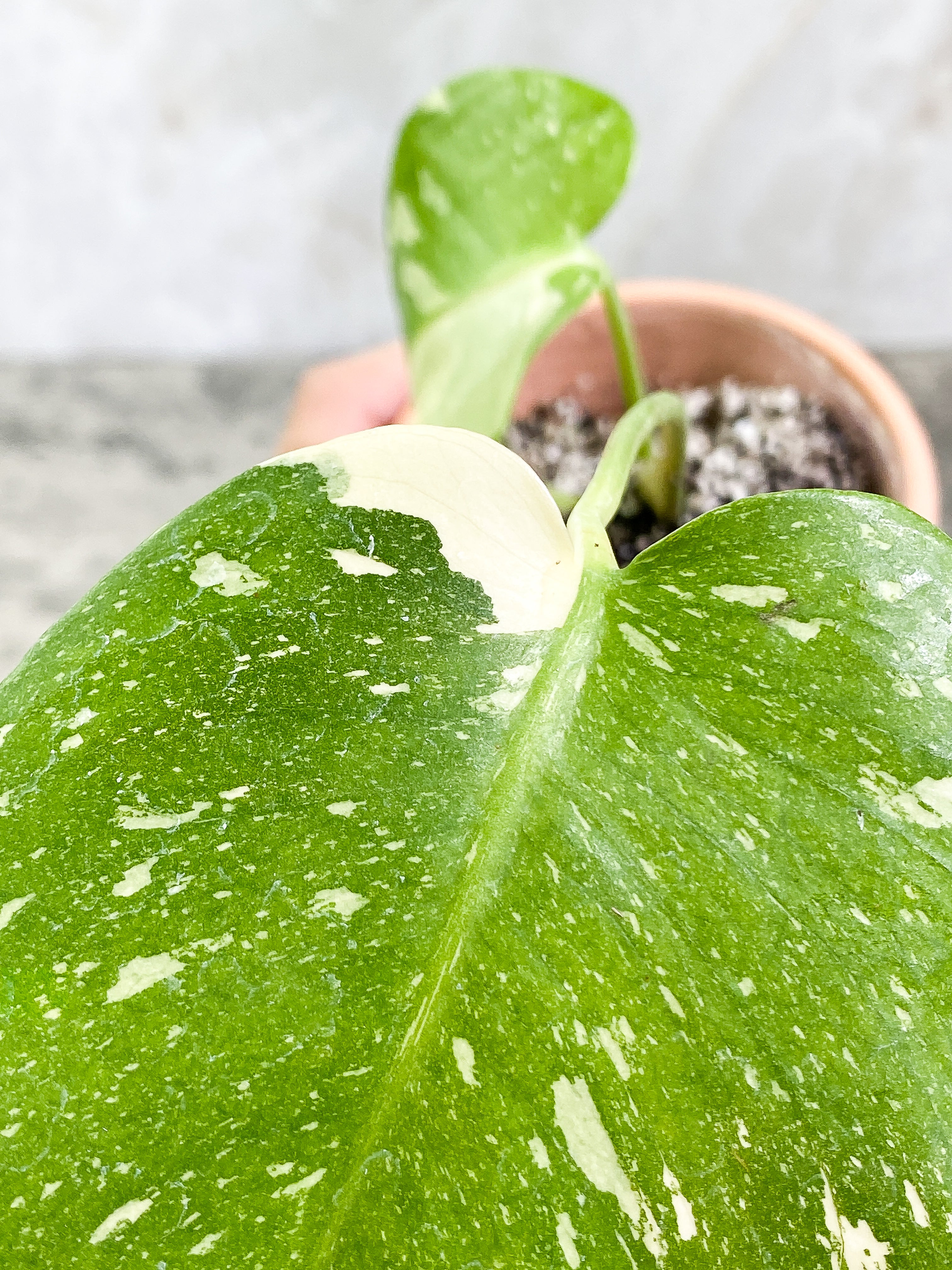 Monstera Thai Constellation Rooting in soil Top Cutting 2 leaves Highly Variegated