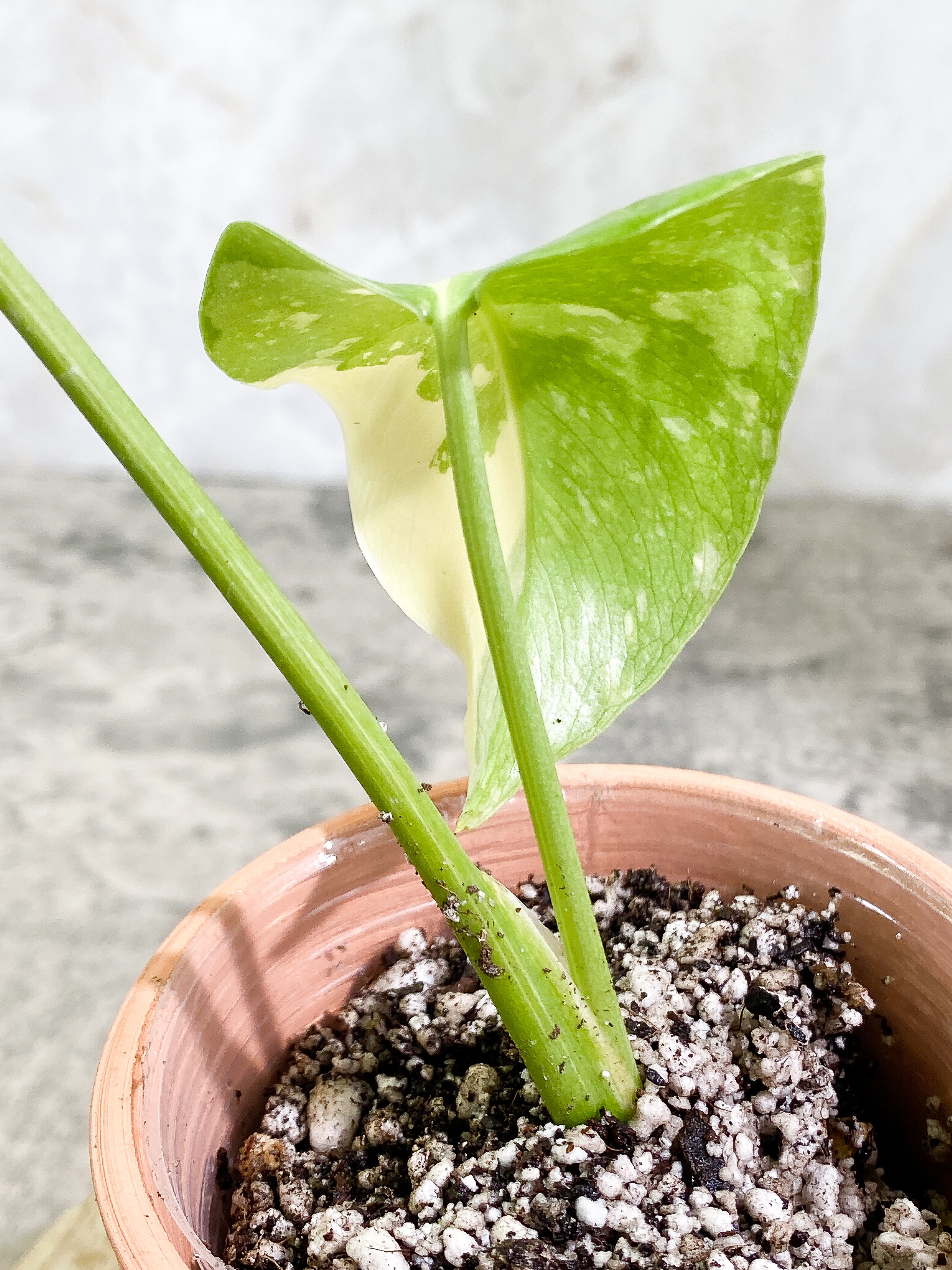 Monstera Thai Constellation Rooting in soil Top Cutting 2 leaves Highly Variegated