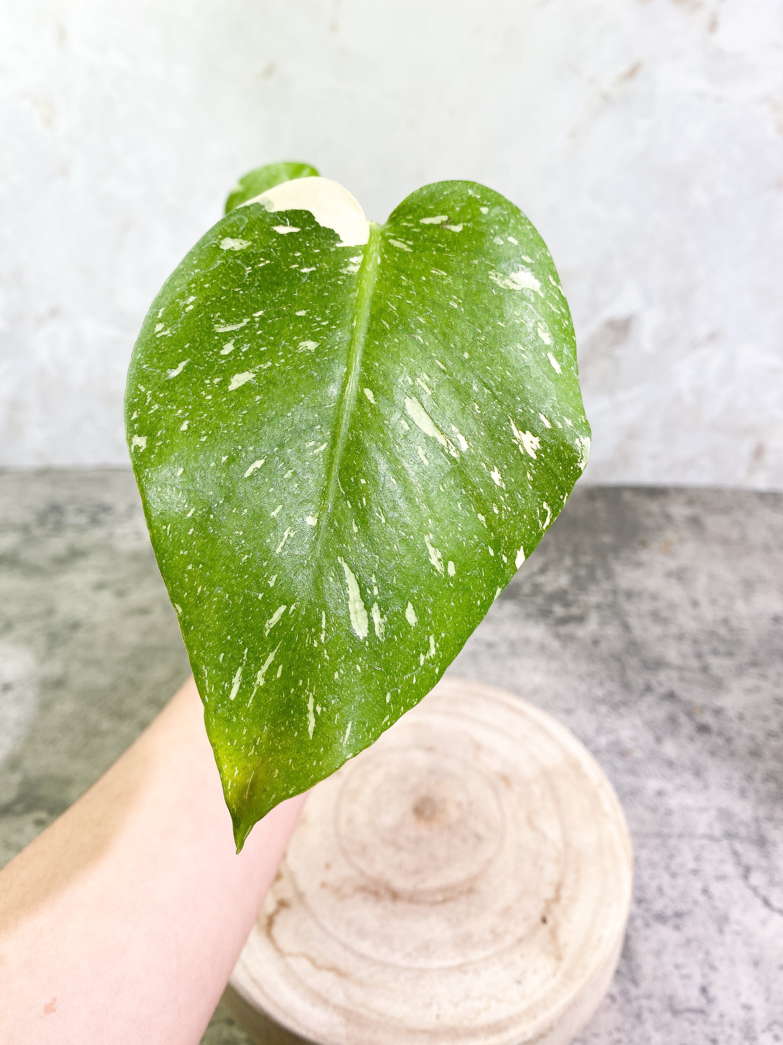 Monstera Thai Constellation Rooting in soil Top Cutting 2 leaves Highly Variegated