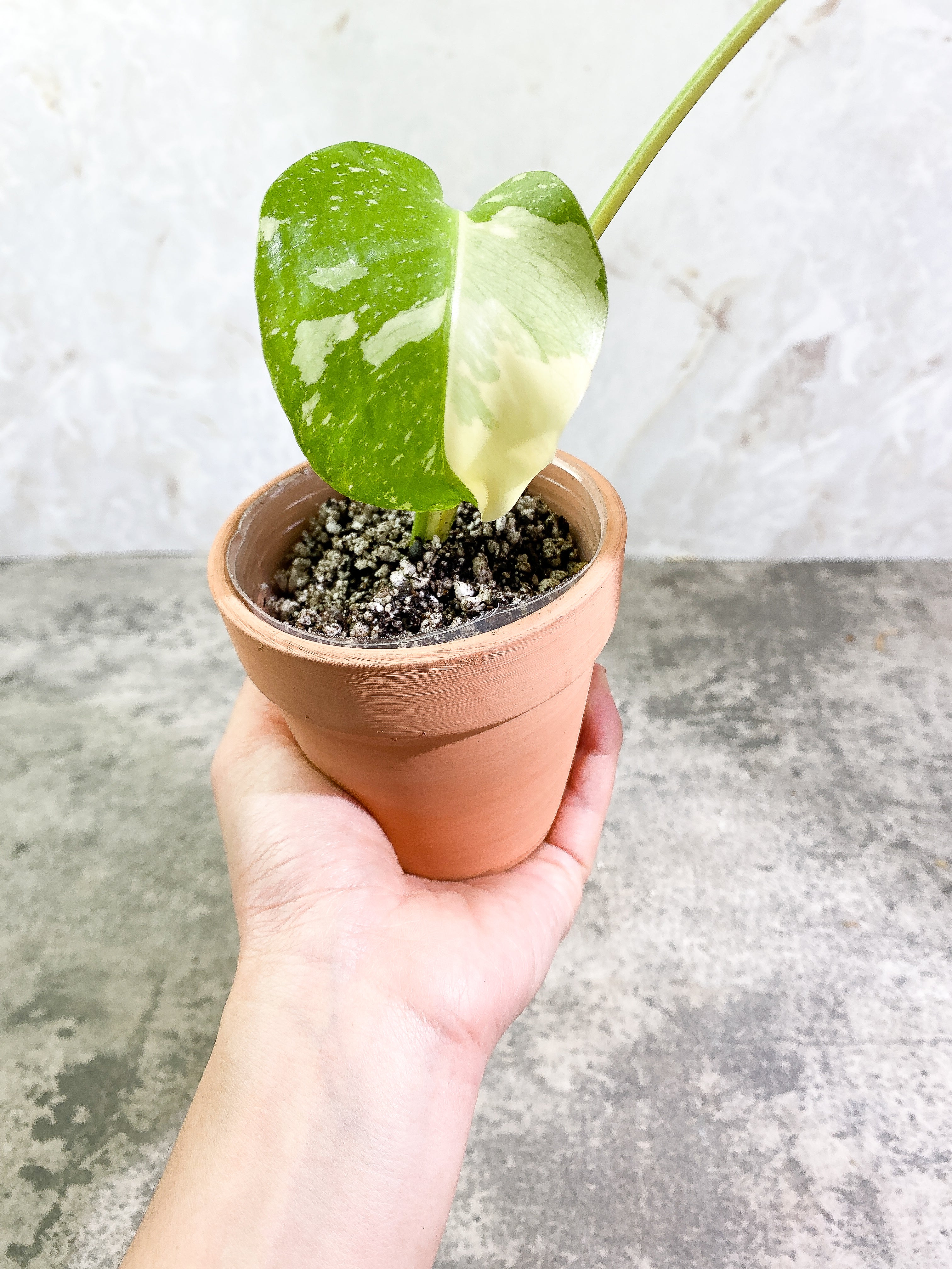 Monstera Thai Constellation Rooting in soil Top Cutting 2 leaves Highly Variegated