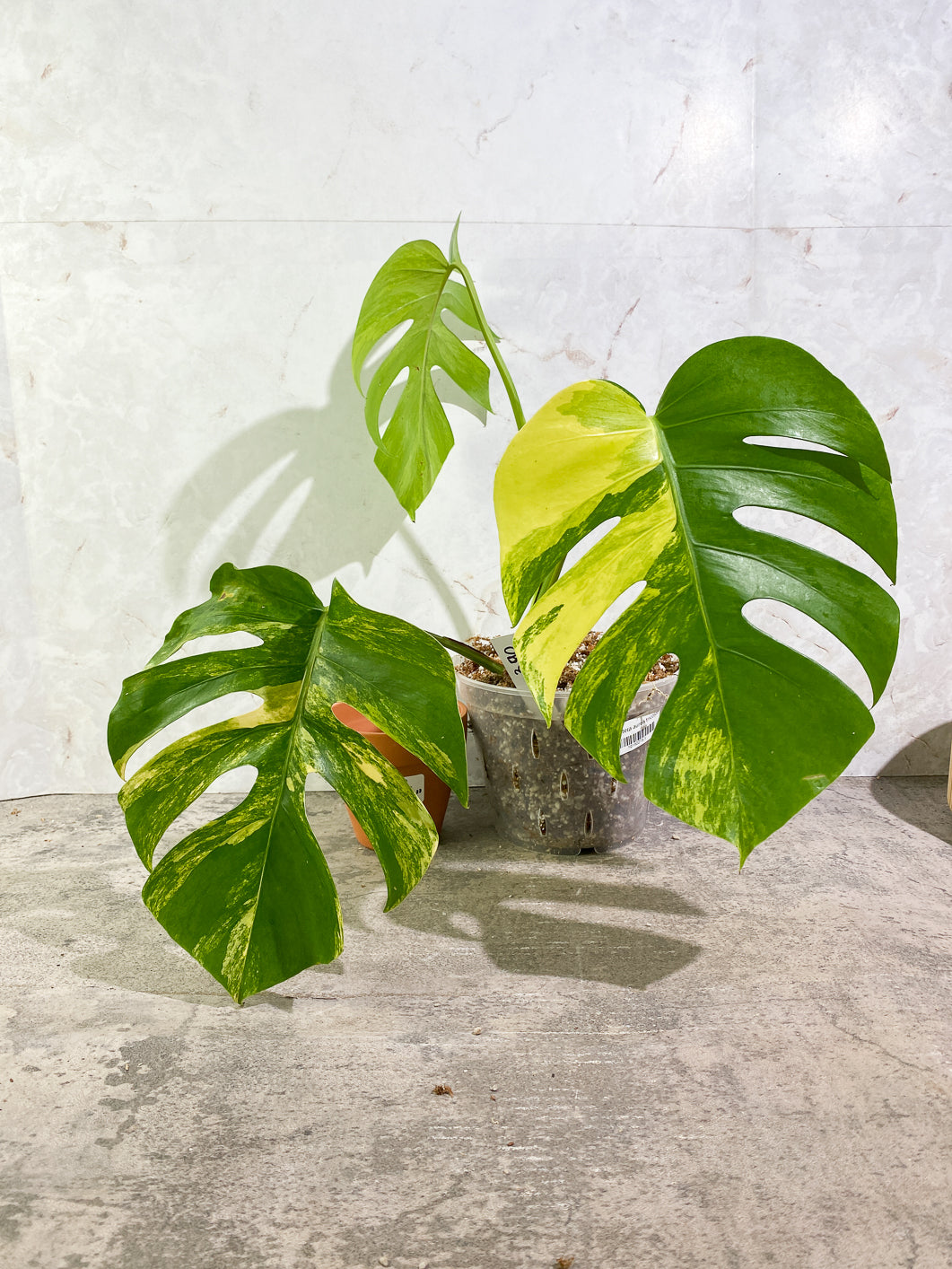 Monstera Aurea Tricolor 3 leaves Rooted