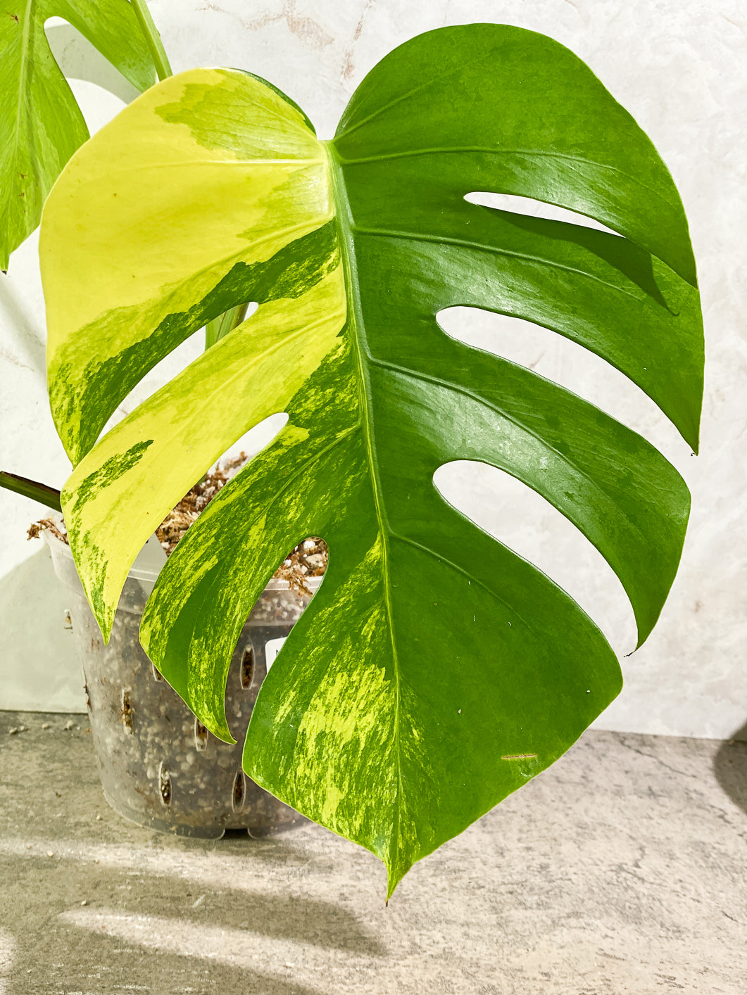 Monstera Aurea Tricolor 3 leaves Rooted