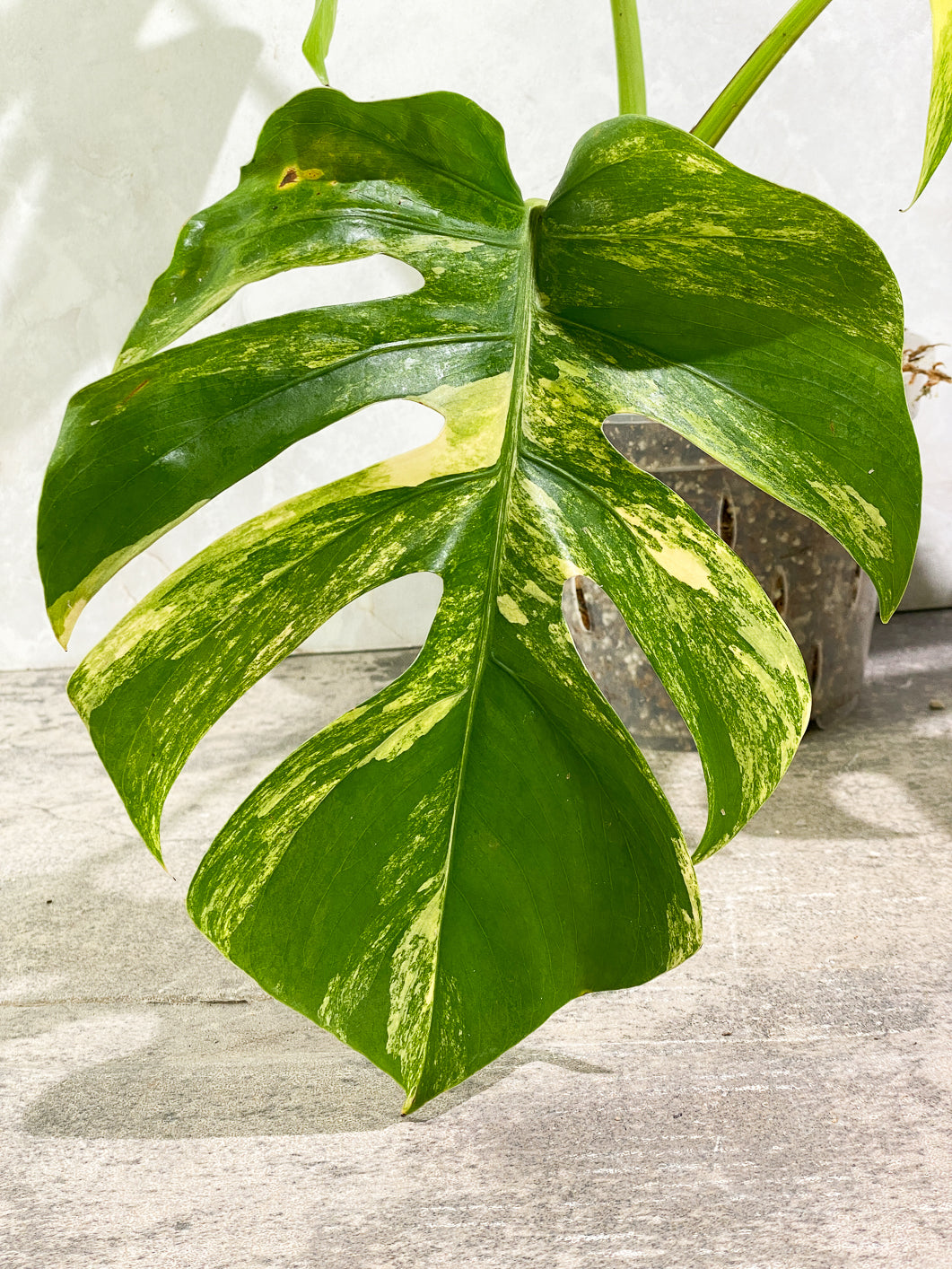 Monstera Aurea Tricolor 3 leaves Rooted