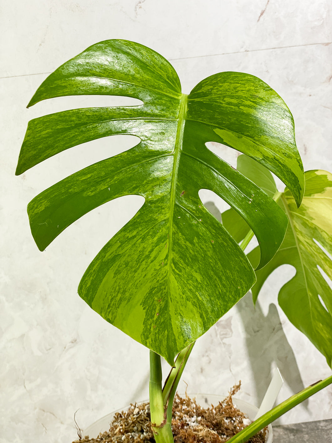 Monstera Aurea Tricolor 3 leaves Rooted