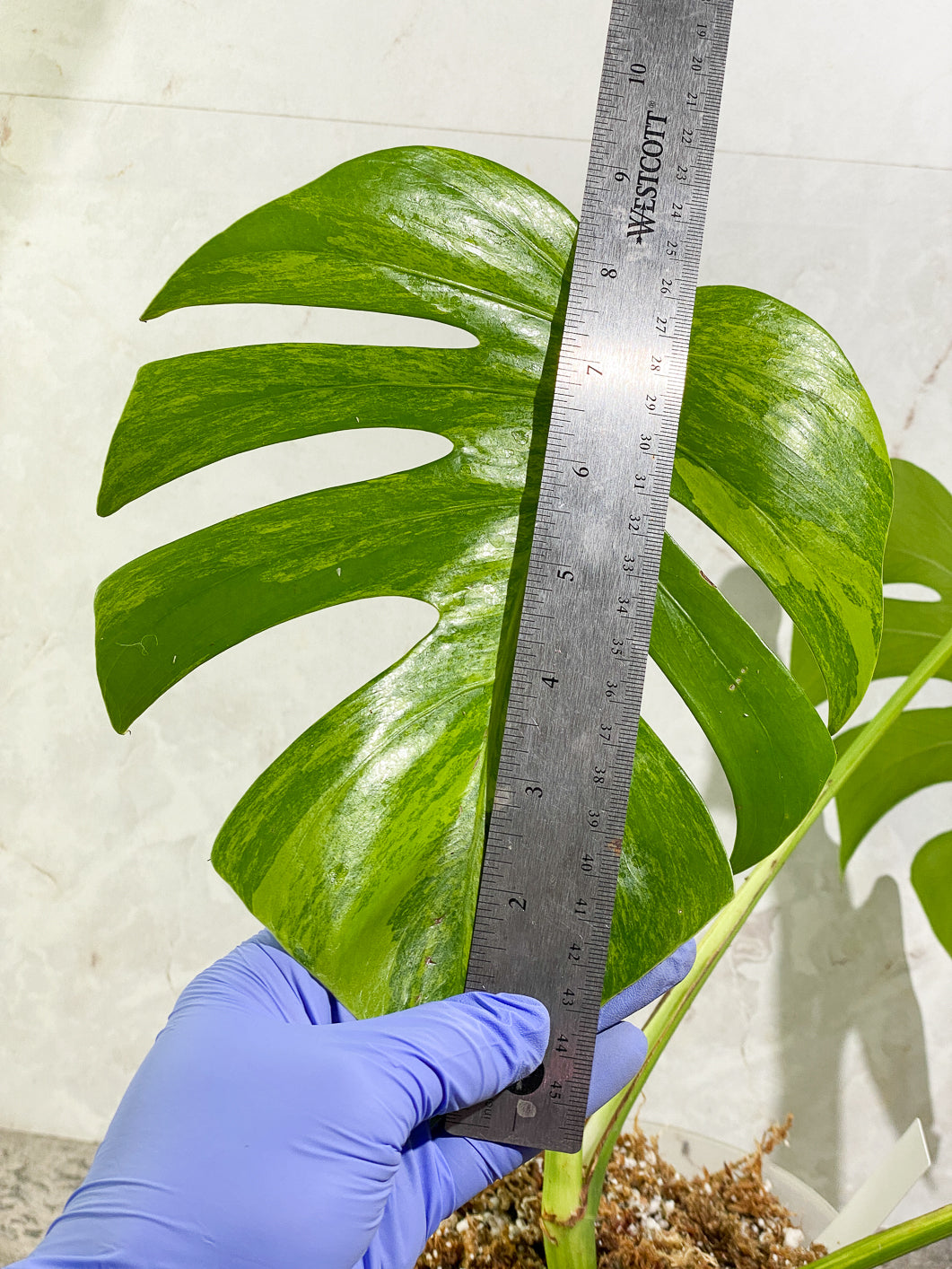Monstera Aurea Tricolor 3 leaves Rooted