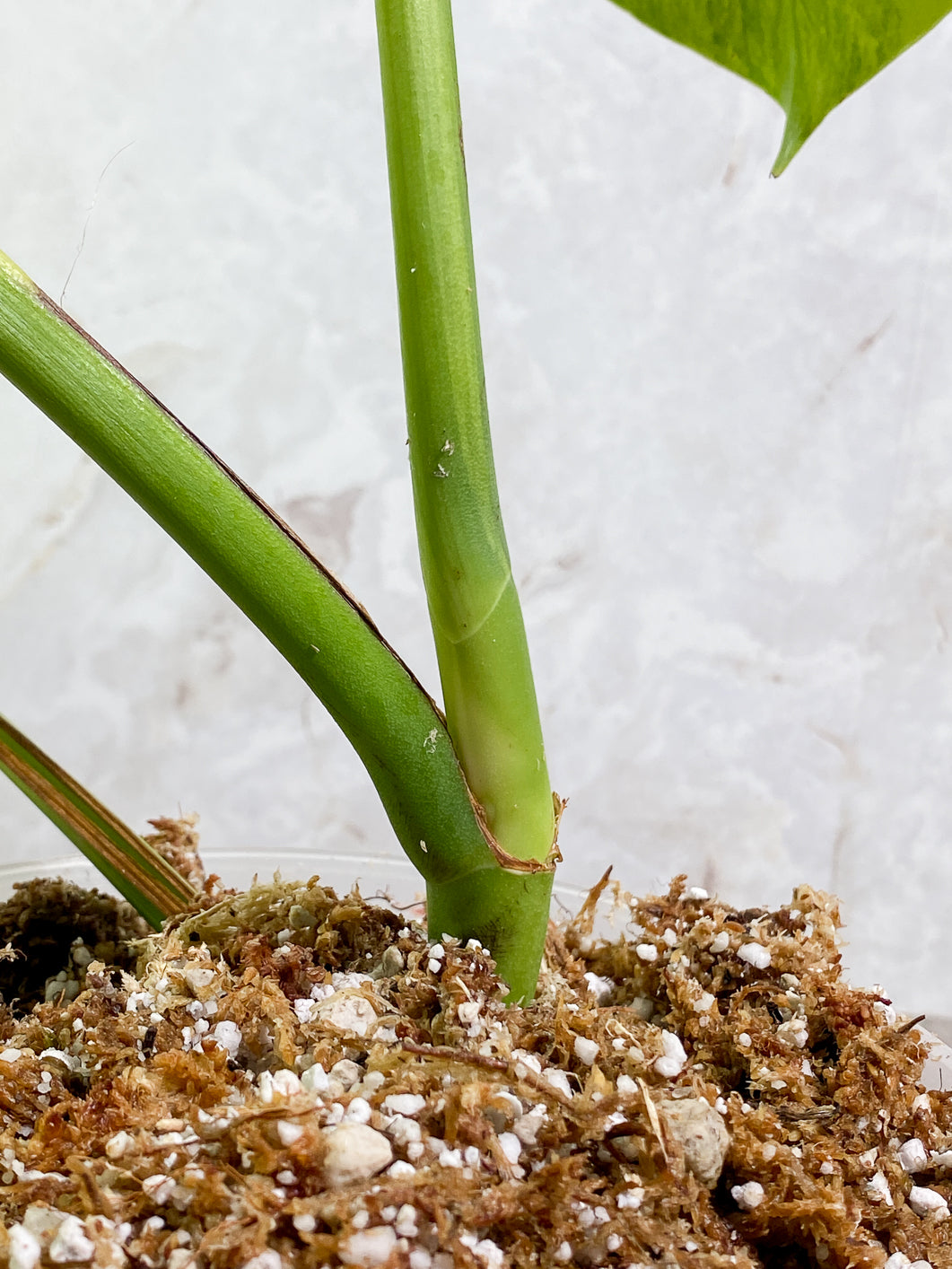 Monstera Aurea Tricolor 3 leaves Rooted