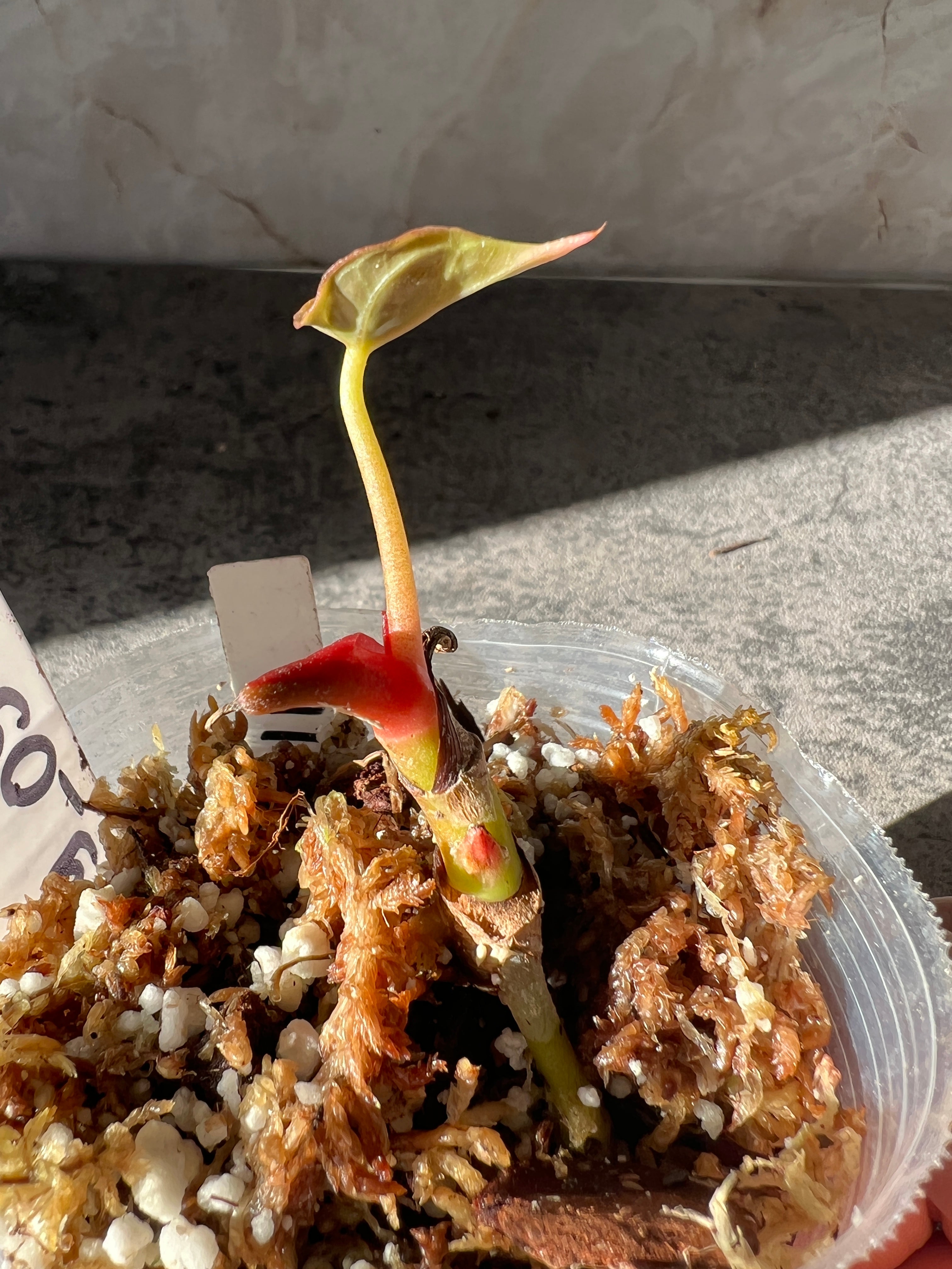 Anthurium Raven's Heart (Papillilaminum x Ace of Spades) Rooted 1 leaf 1 sprout