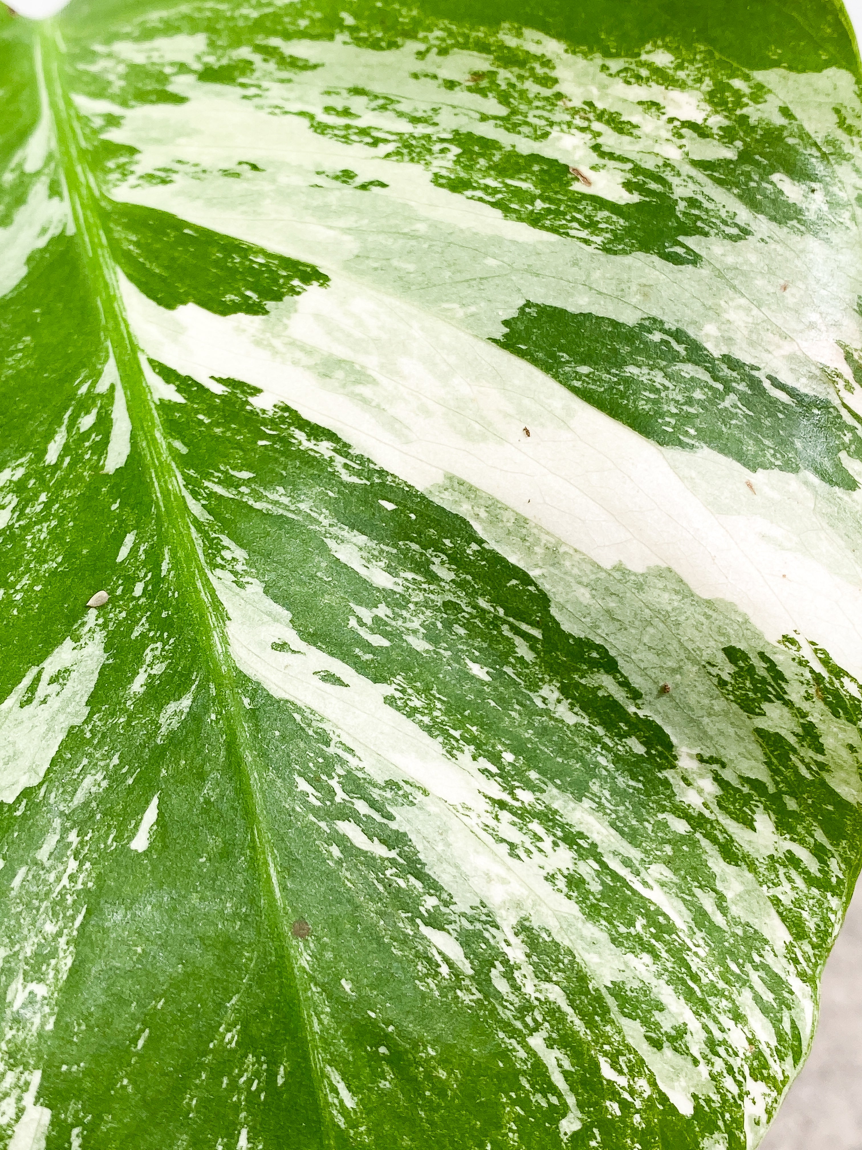 Monstera Albo 1 leaf fully rooted