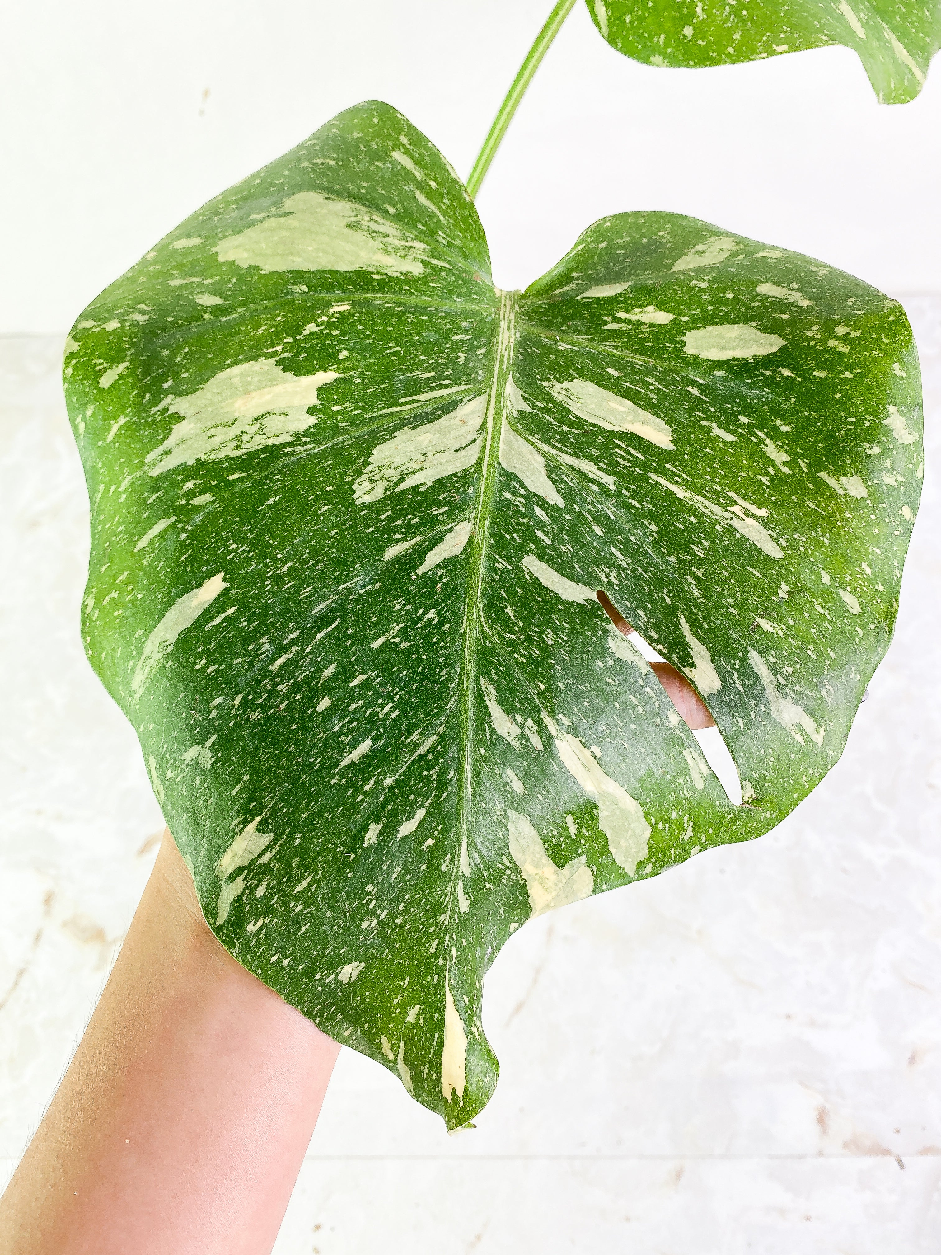 Monstera thai constelation 2 leaves Rooting Top Cutting Highly Variegated