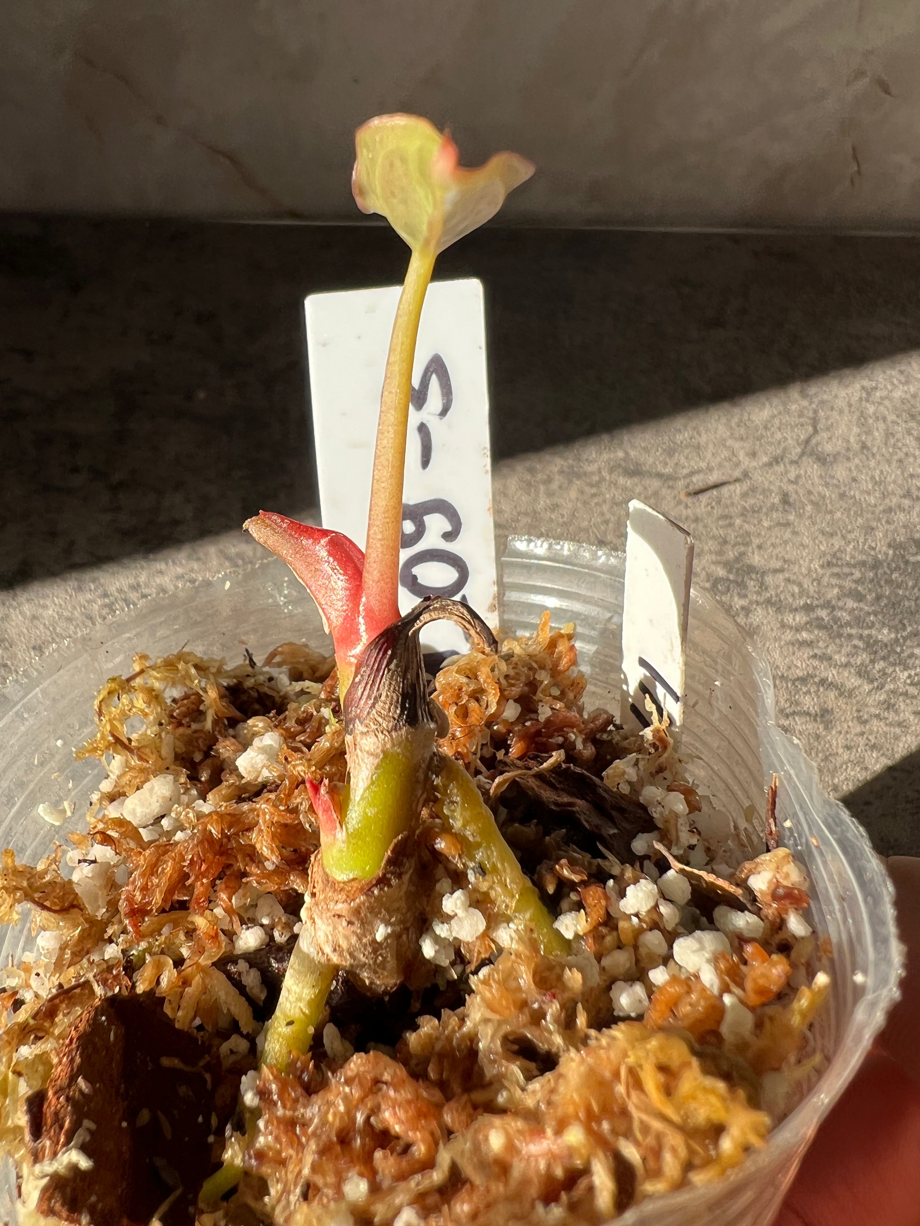 Anthurium Raven's Heart (Papillilaminum x Ace of Spades) Rooted 1 leaf 1 sprout