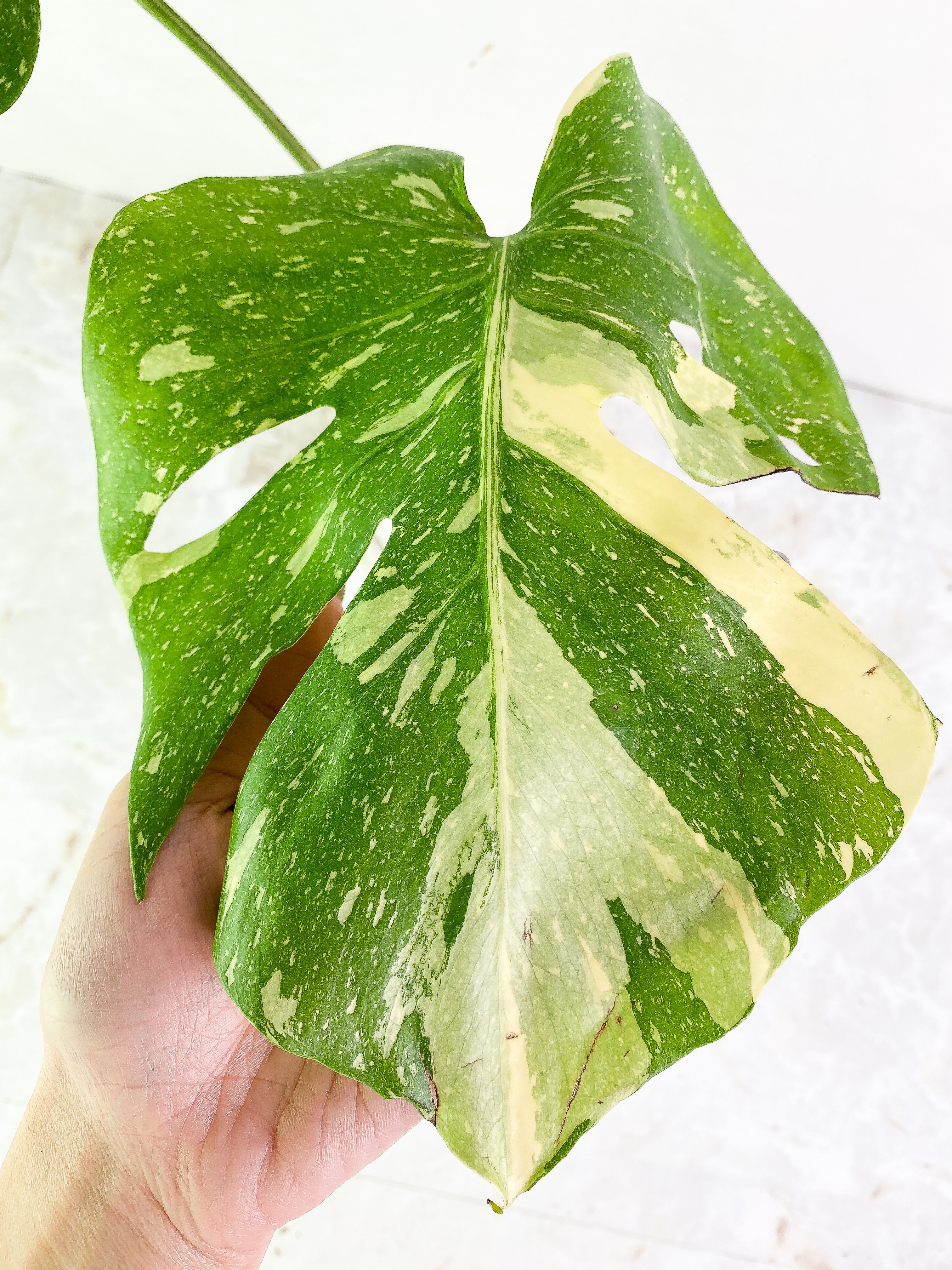 Monstera thai constelation 2 leaves Rooting Top Cutting Highly Variegated