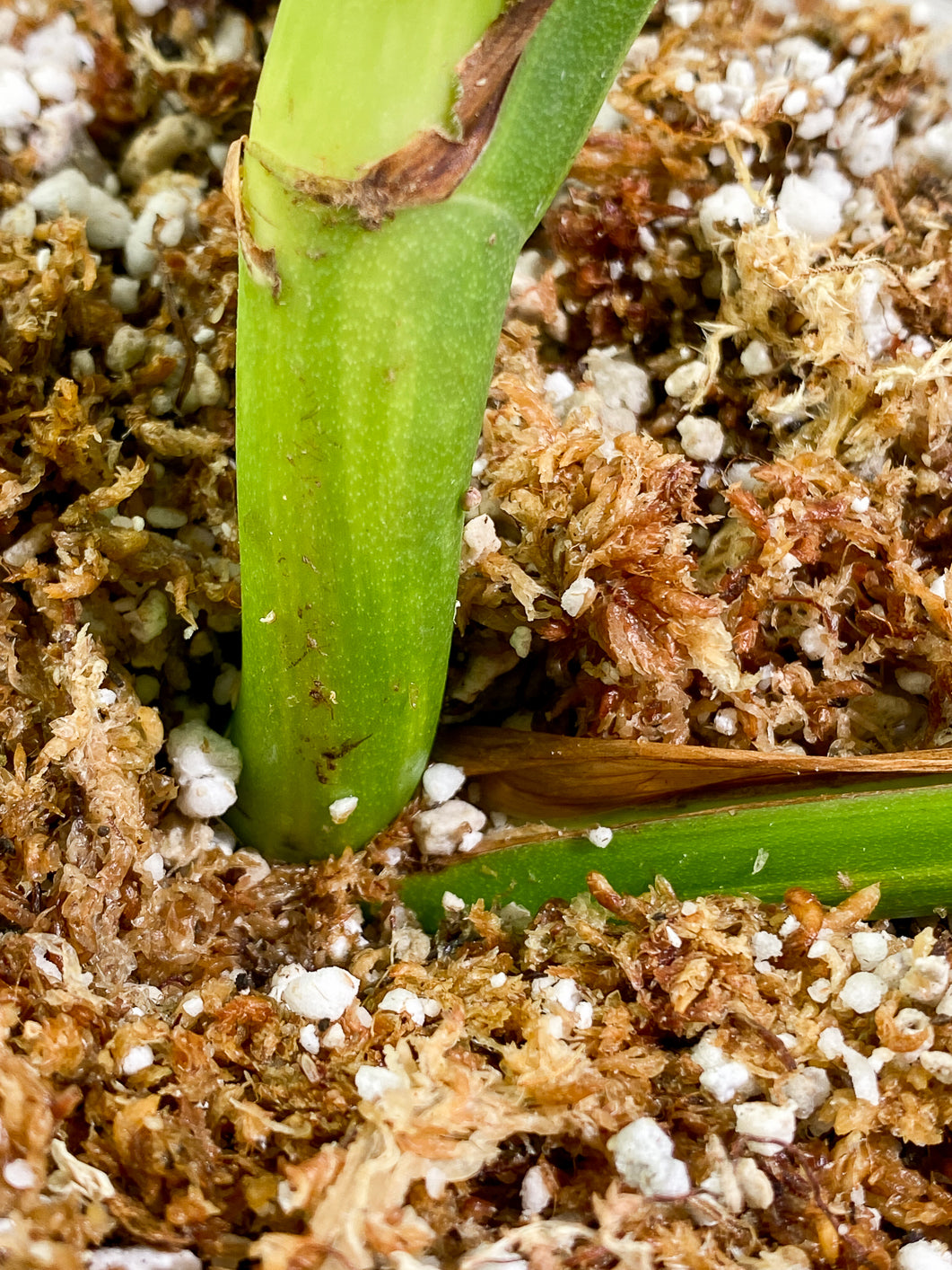 Monstera Aurea Tricolor 3 leaves Rooted
