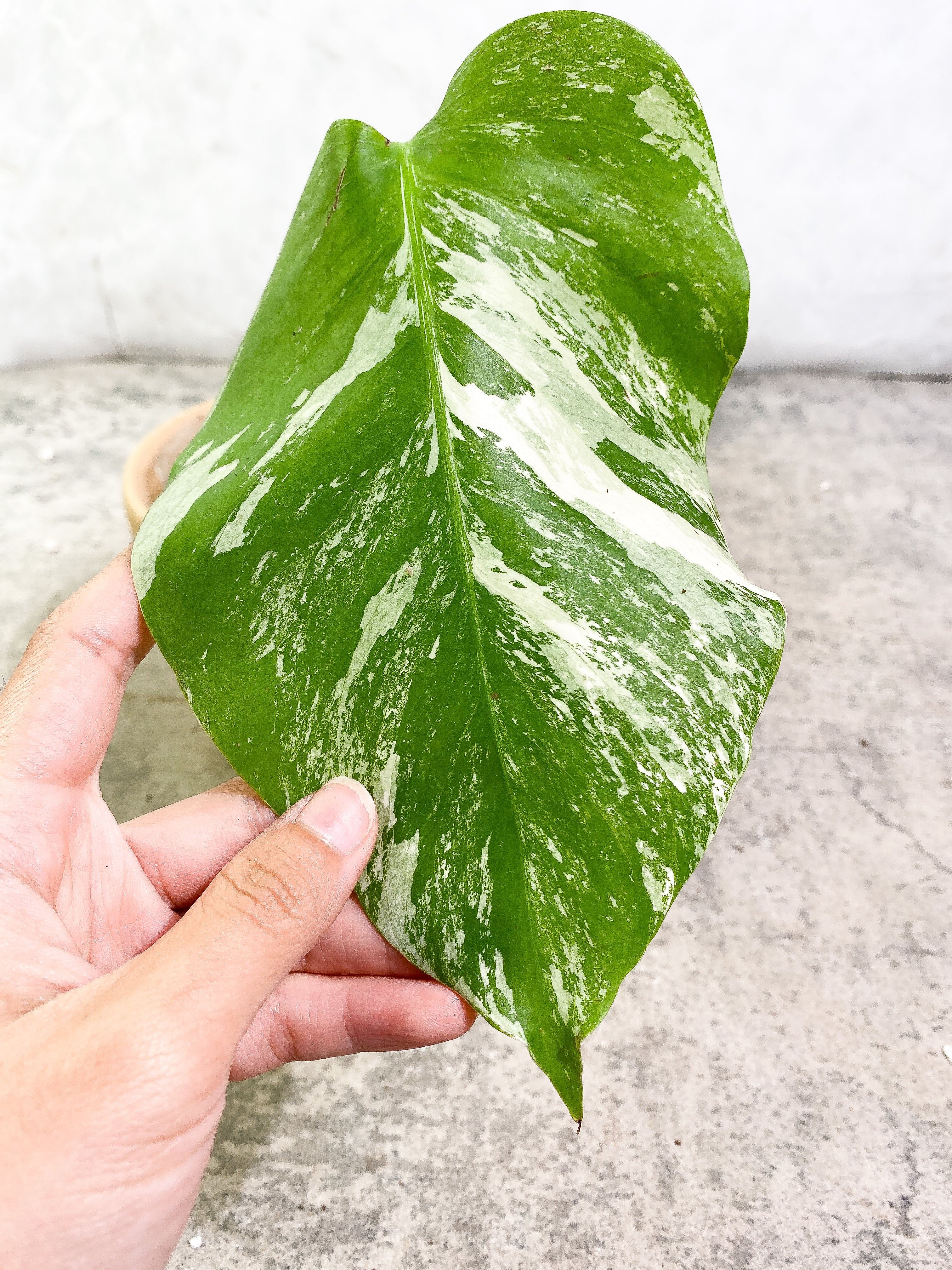 Monstera Albo 1 leaf fully rooted