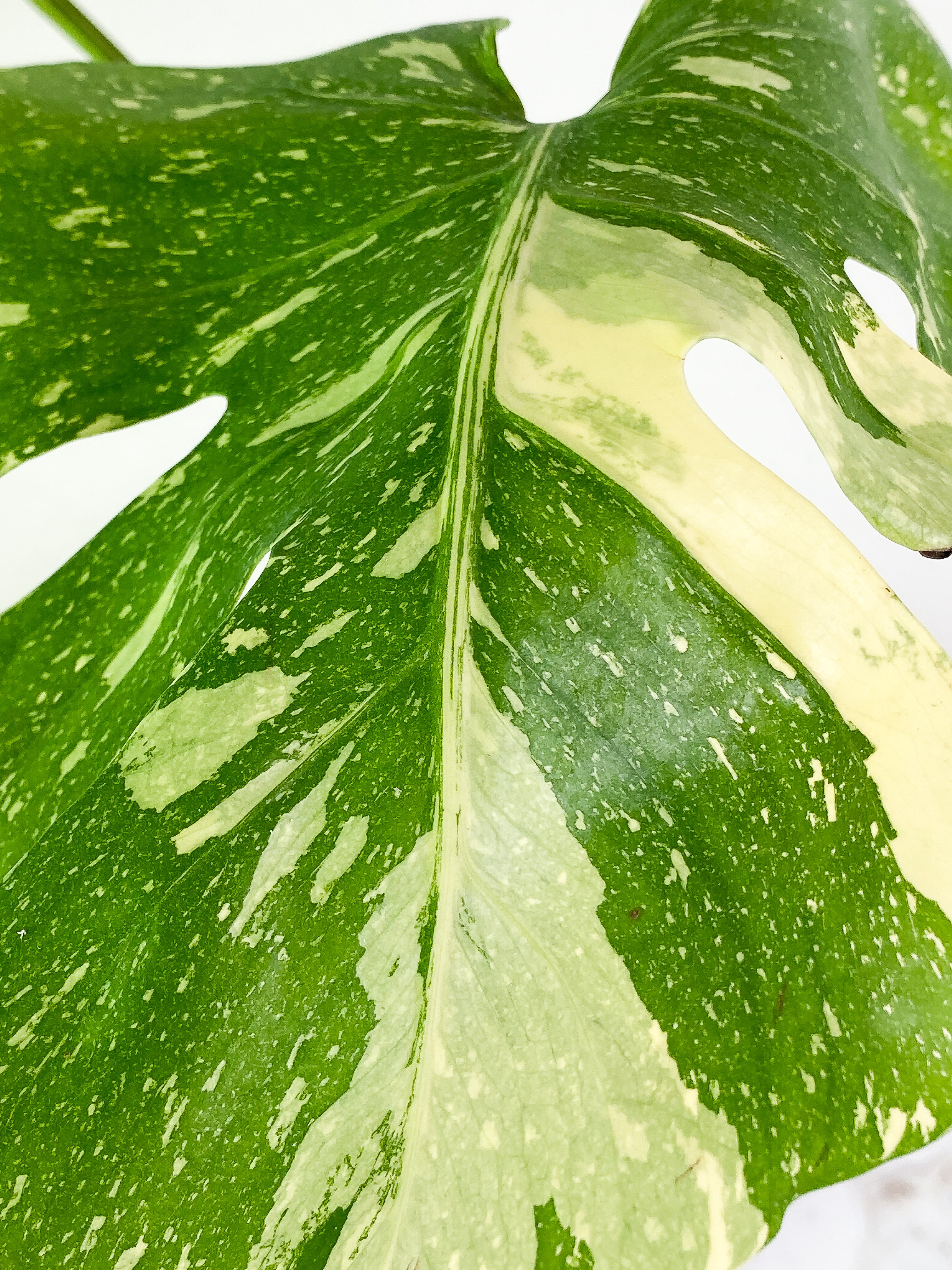 Monstera thai constelation 2 leaves Rooting Top Cutting Highly Variegated