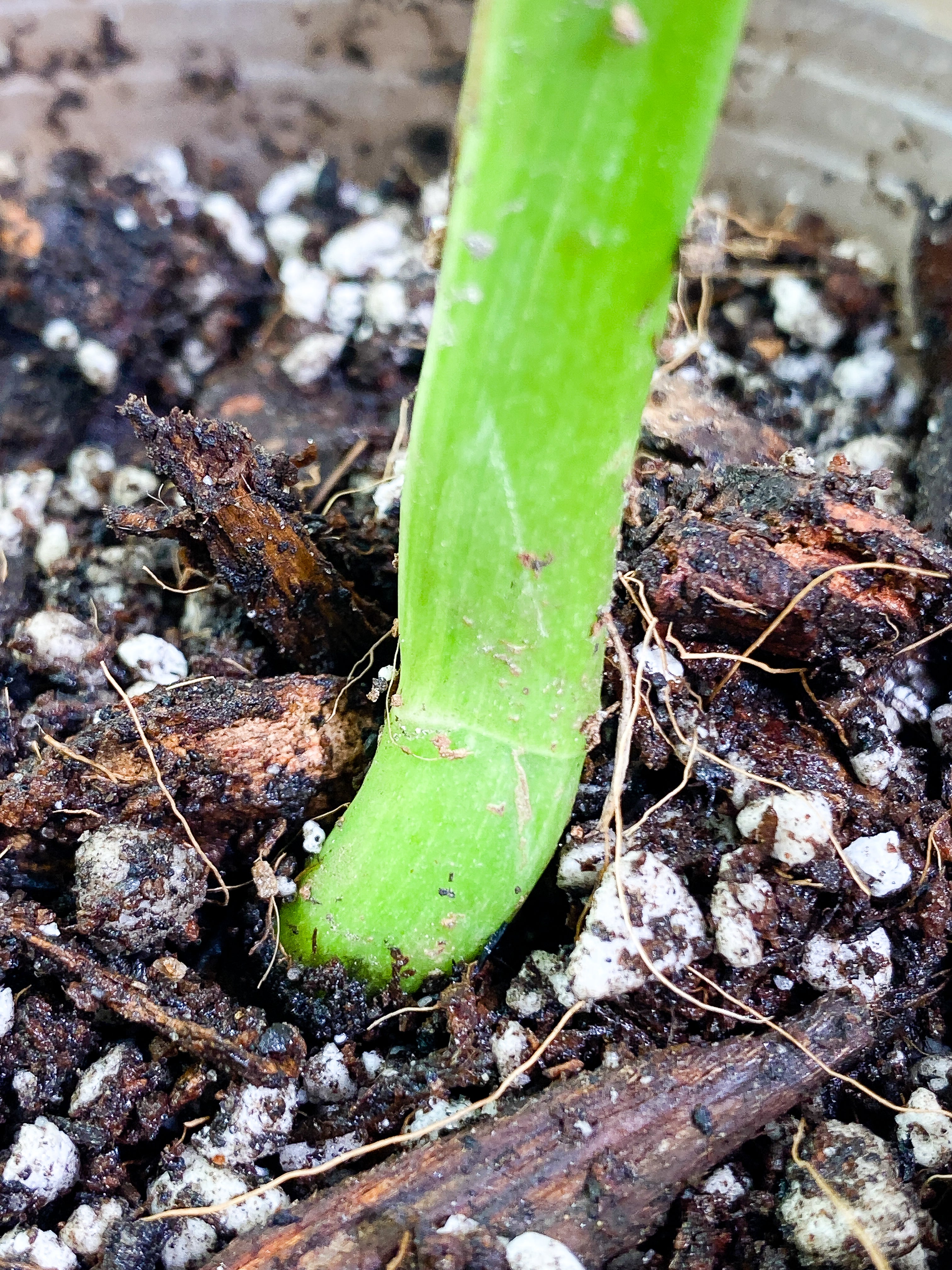Monstera Albo 1 leaf fully rooted