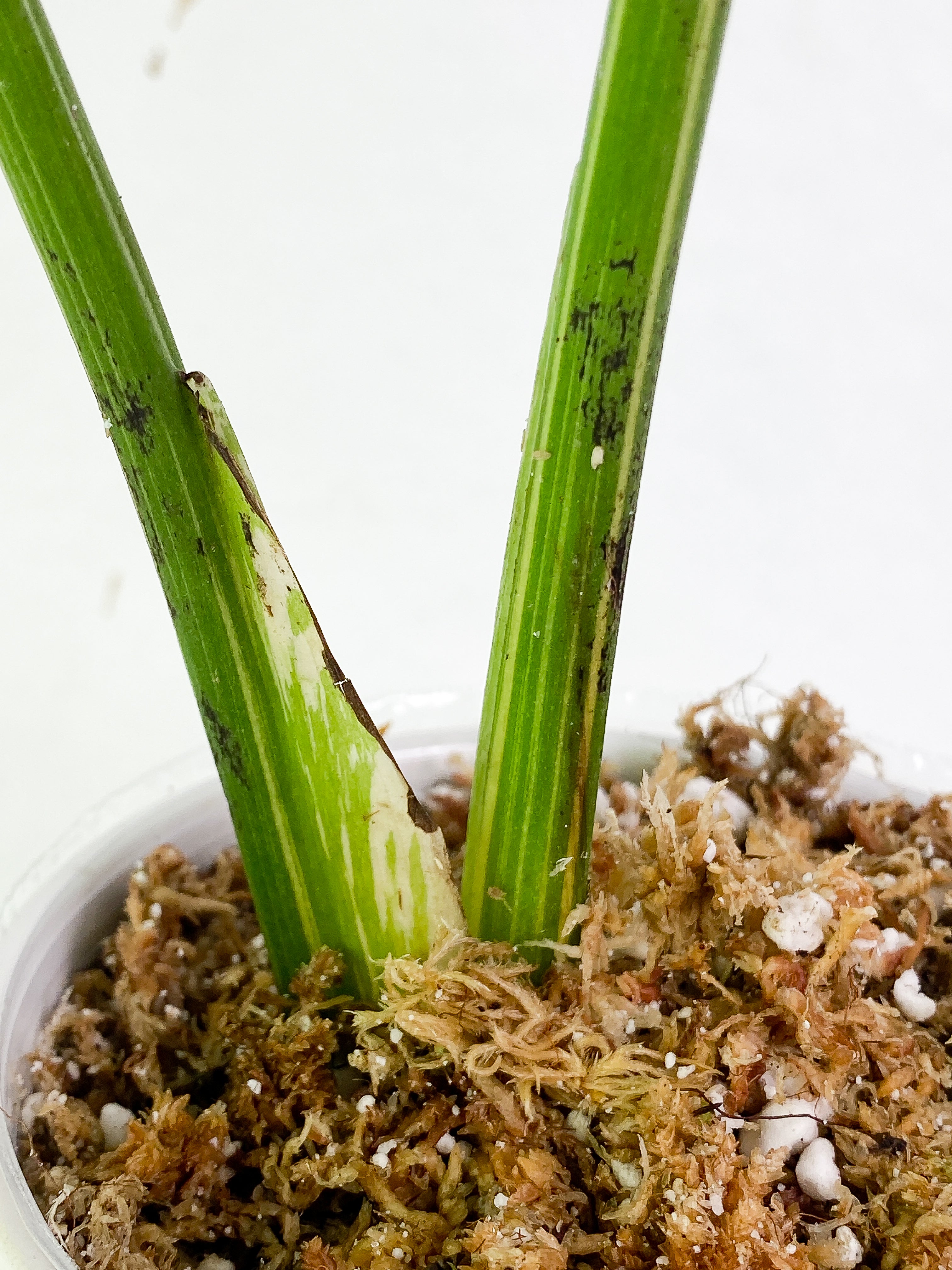 Monstera thai constelation 2 leaves Rooting Top Cutting Highly Variegated