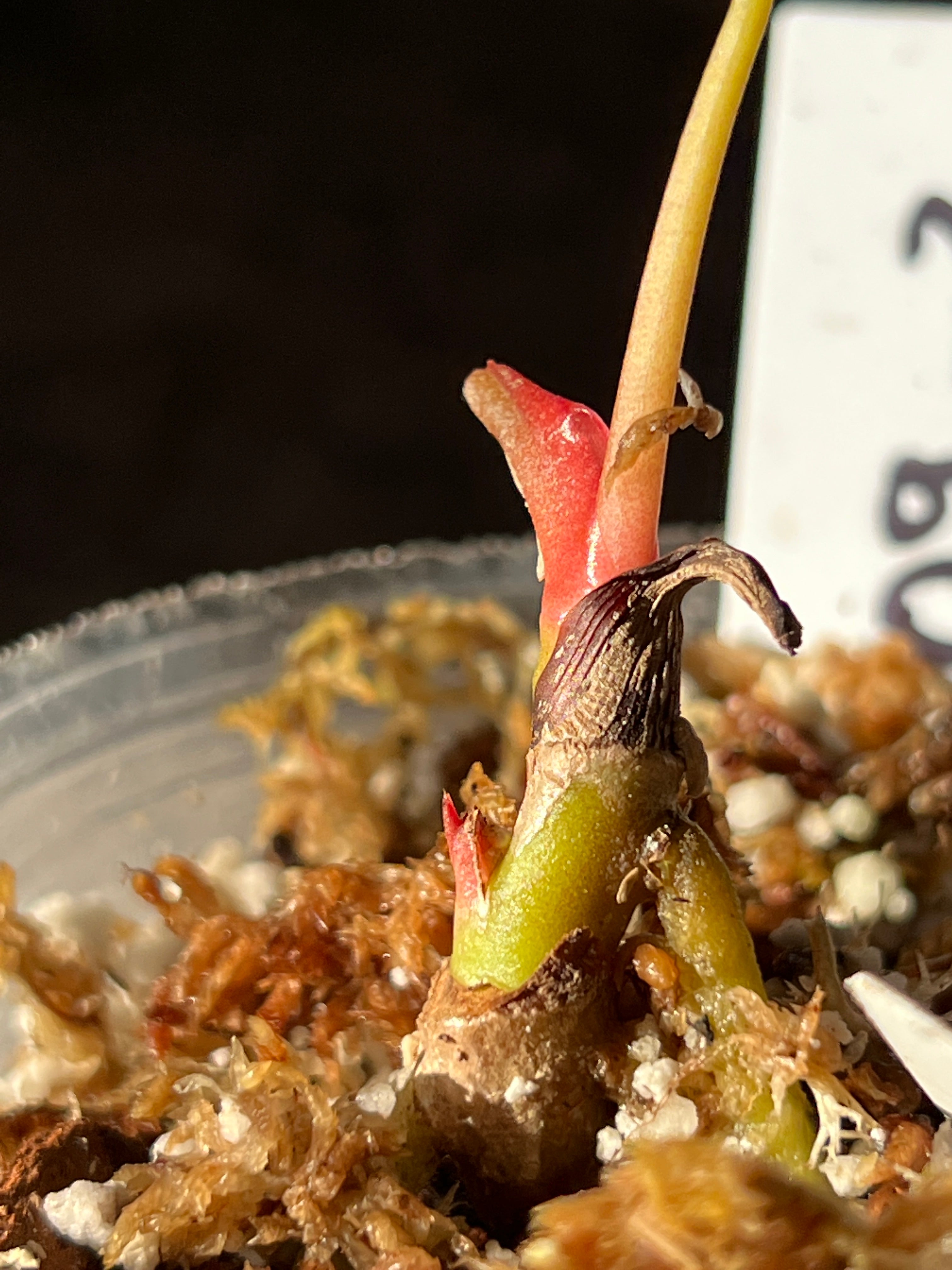 Anthurium Raven's Heart (Papillilaminum x Ace of Spades) Rooted 1 leaf 1 sprout
