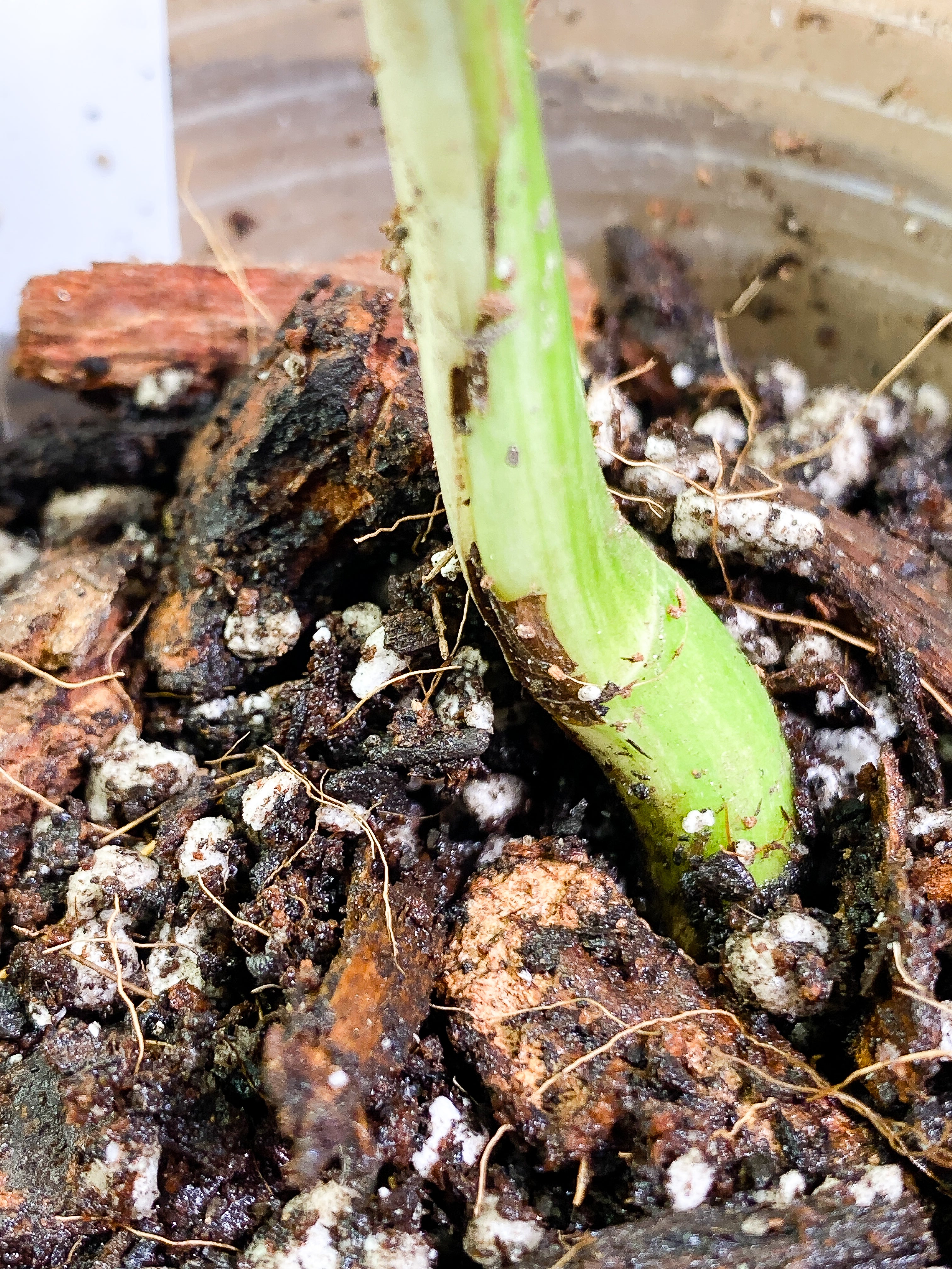 Monstera Albo 1 leaf fully rooted