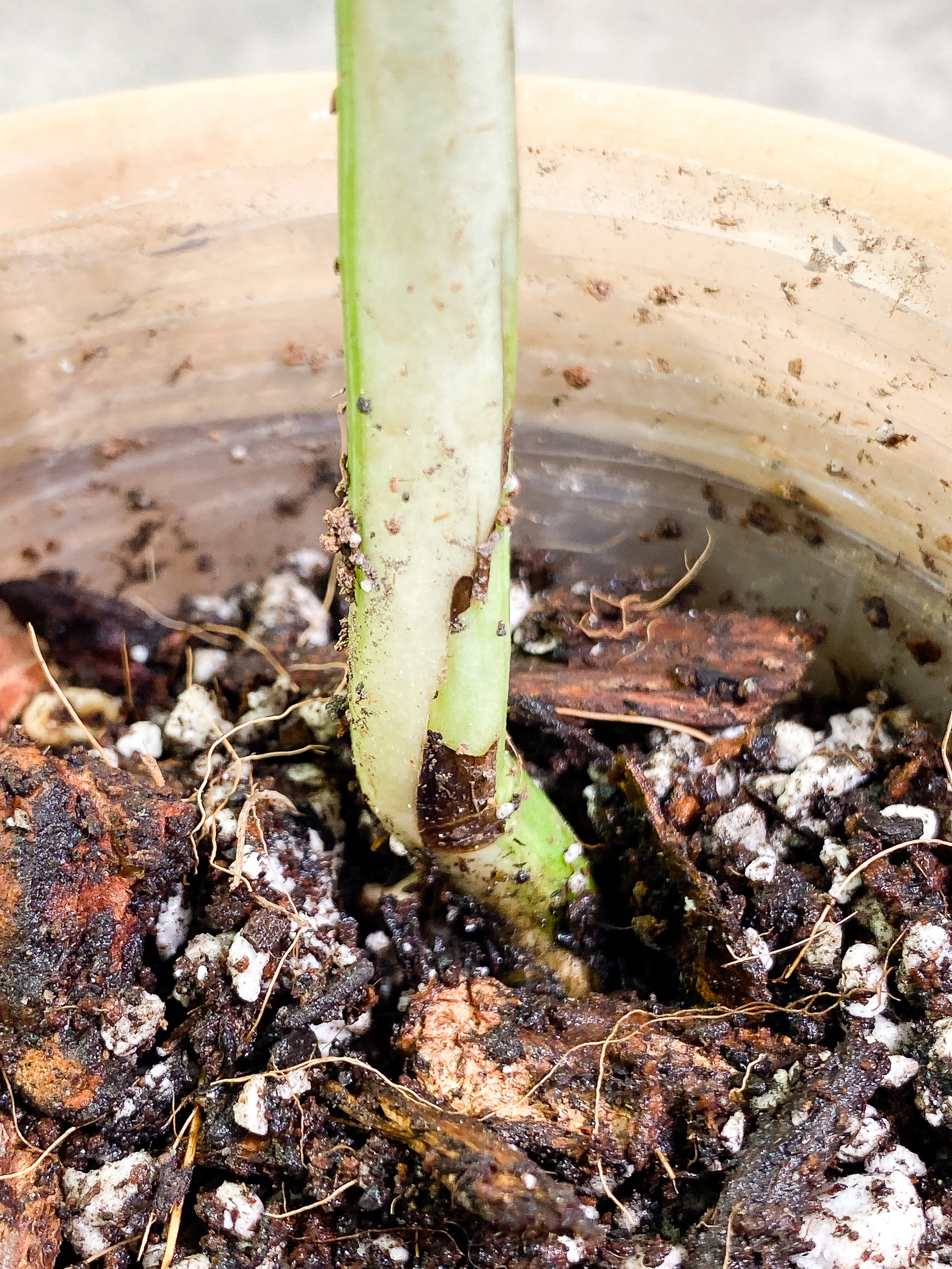 Monstera Albo 1 leaf fully rooted