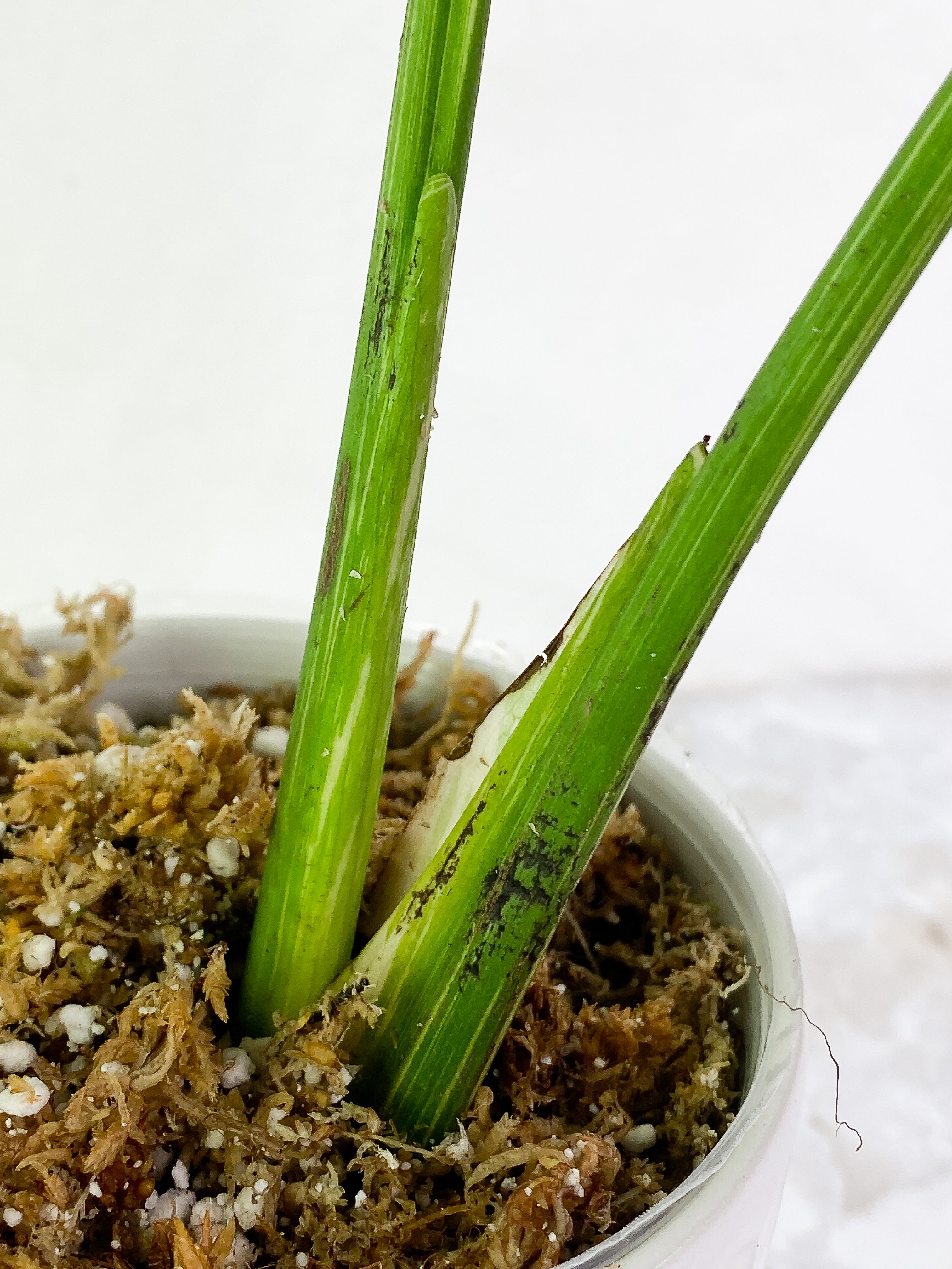 Monstera thai constelation 2 leaves Rooting Top Cutting Highly Variegated