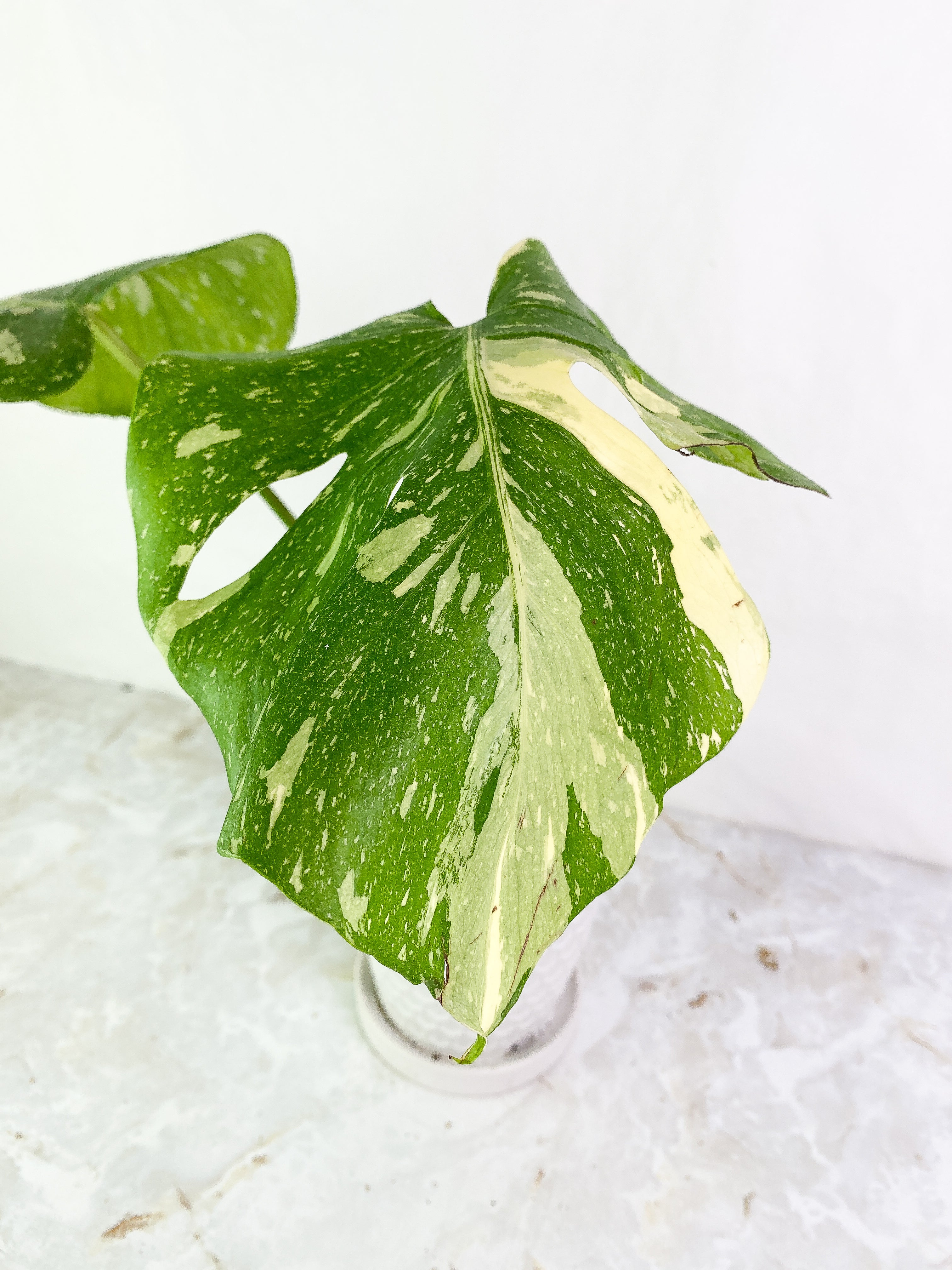 Monstera thai constelation 2 leaves Rooting Top Cutting Highly Variegated
