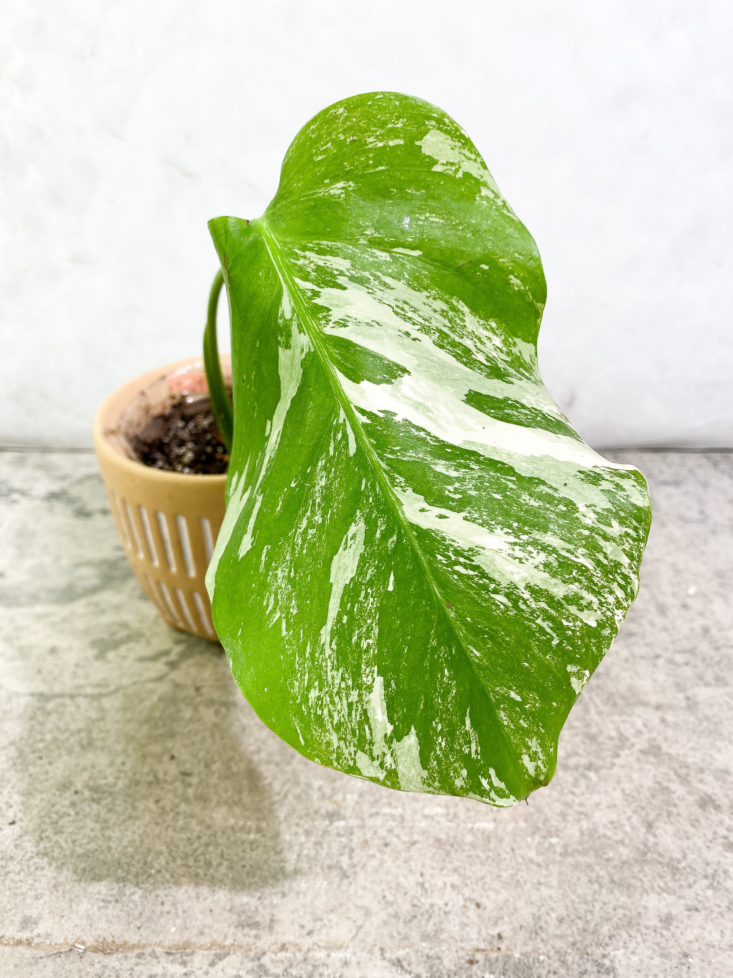 Monstera Albo 1 leaf fully rooted