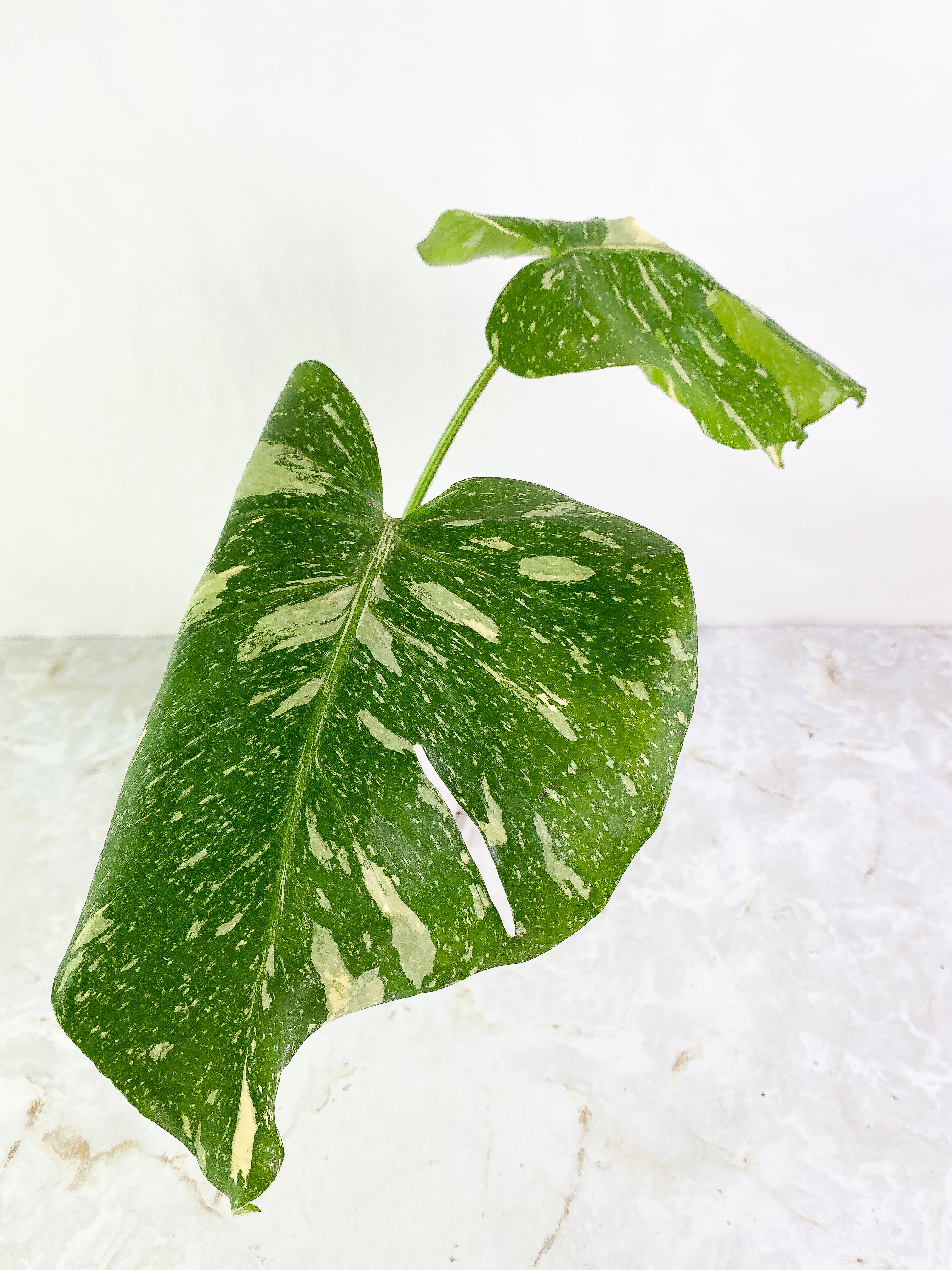 Monstera thai constelation 2 leaves Rooting Top Cutting Highly Variegated
