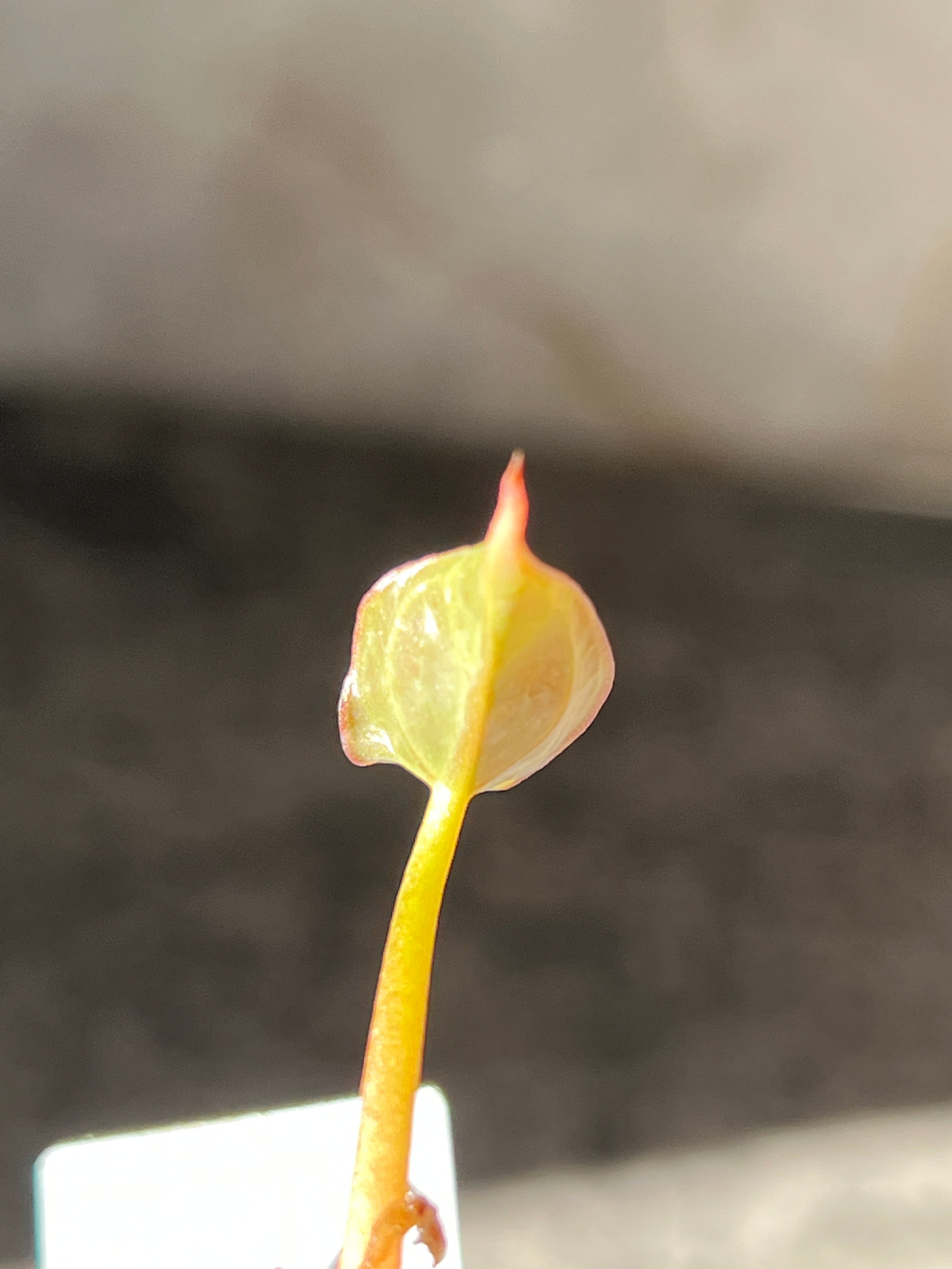 Anthurium Raven's Heart (Papillilaminum x Ace of Spades) Rooted 1 leaf 1 sprout