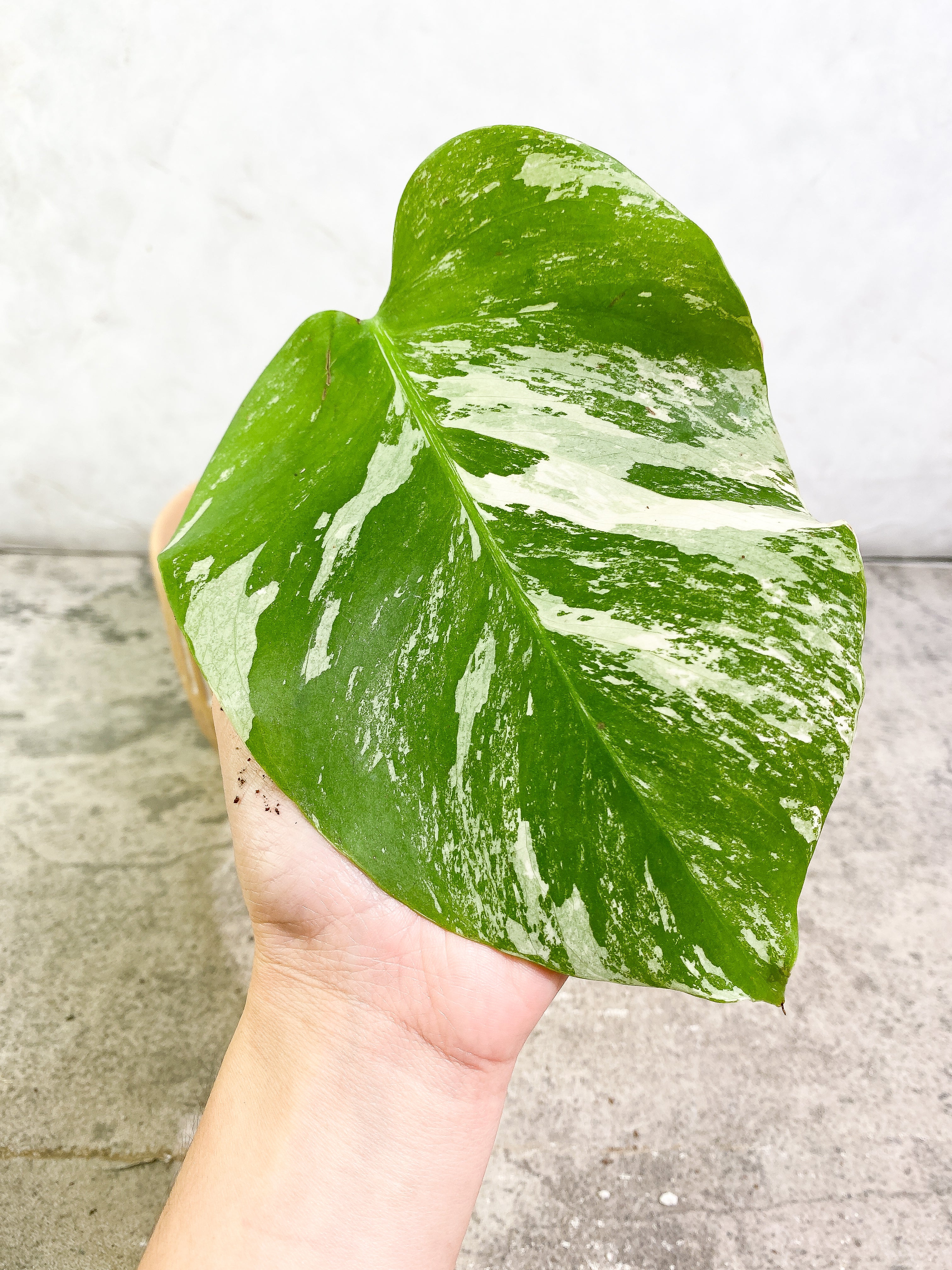 Monstera Albo 1 leaf fully rooted