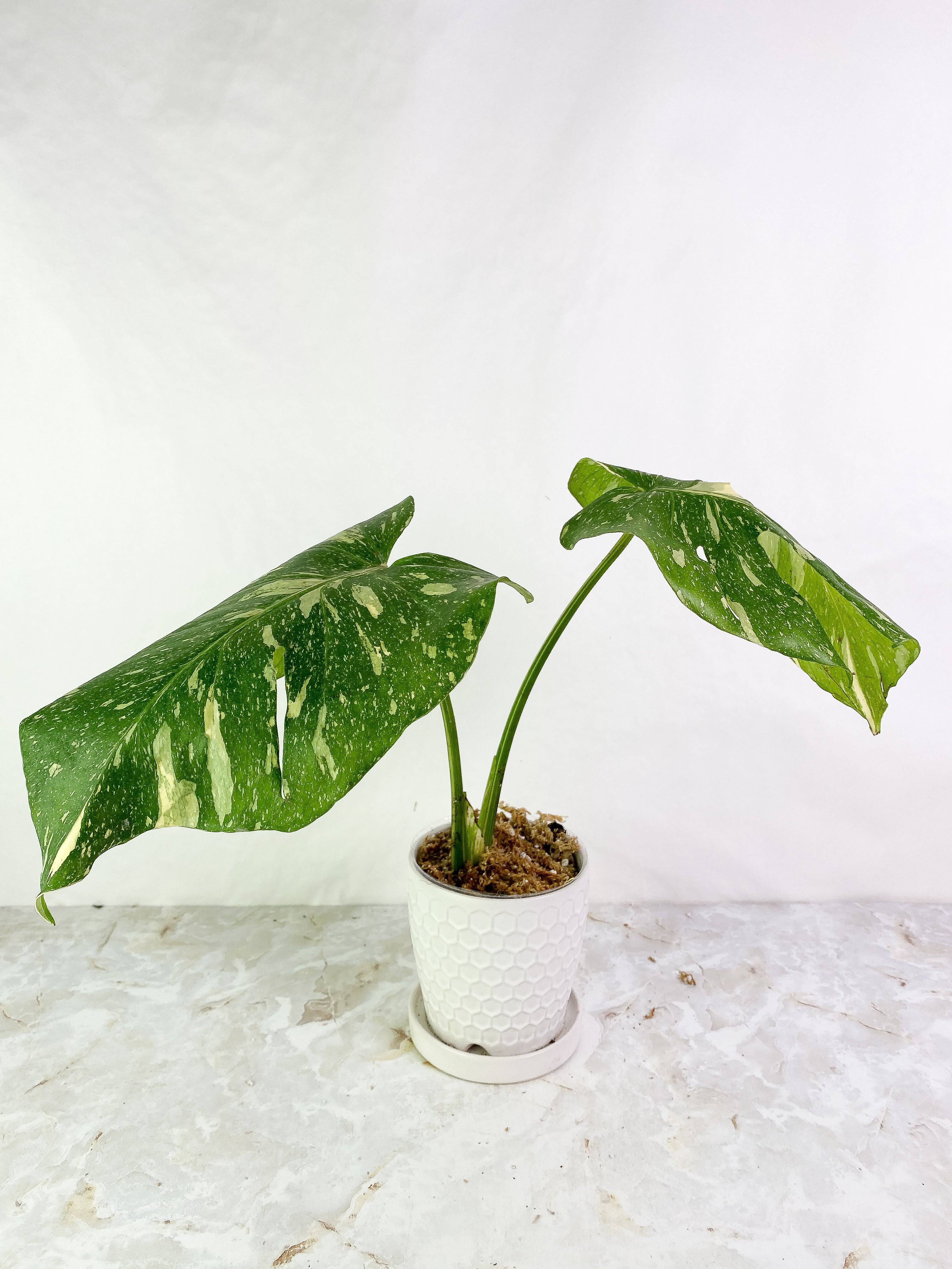 Monstera thai constelation 2 leaves Rooting Top Cutting Highly Variegated