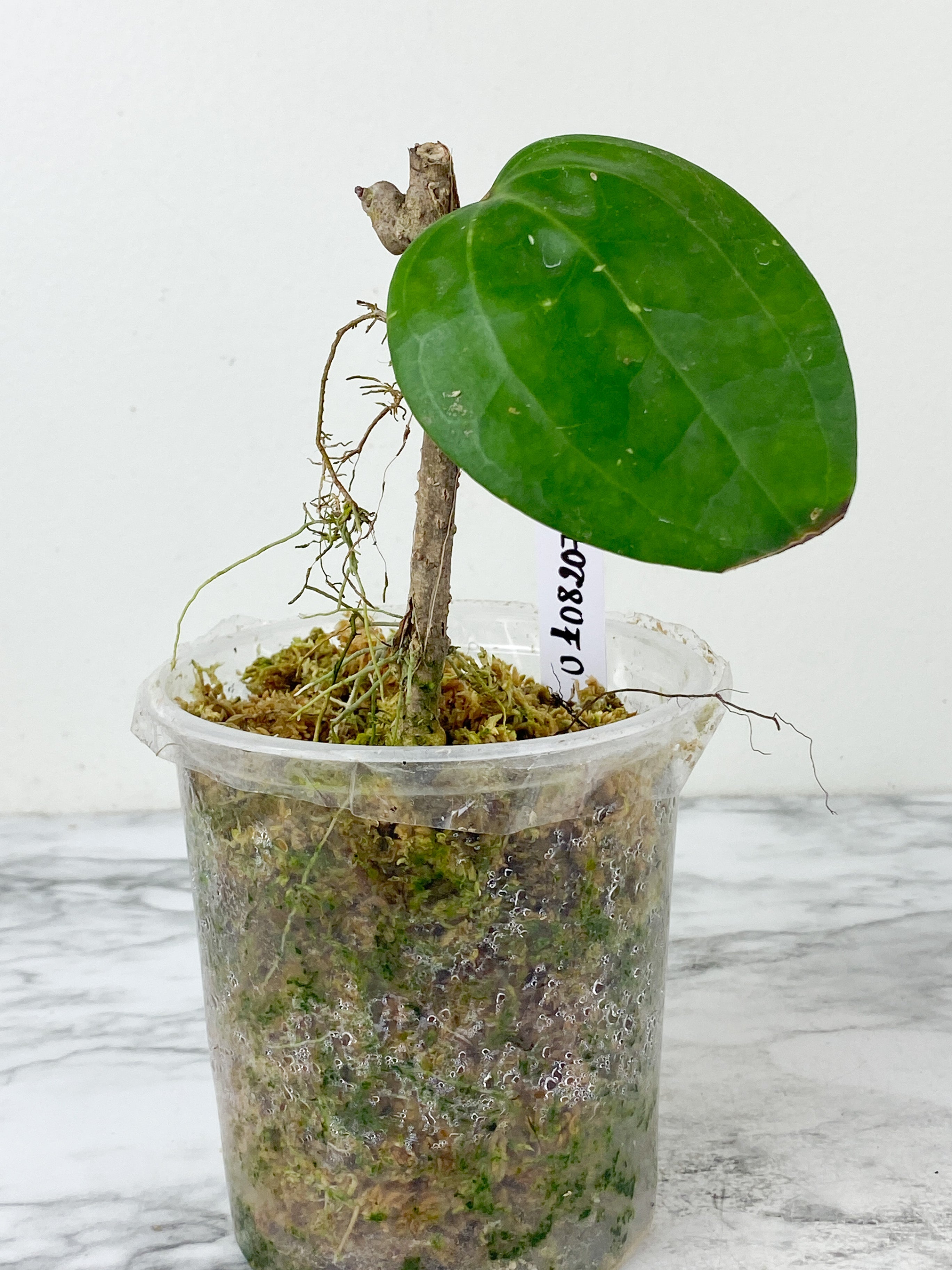 Hoya Sarawak rooted with 1 active new growth