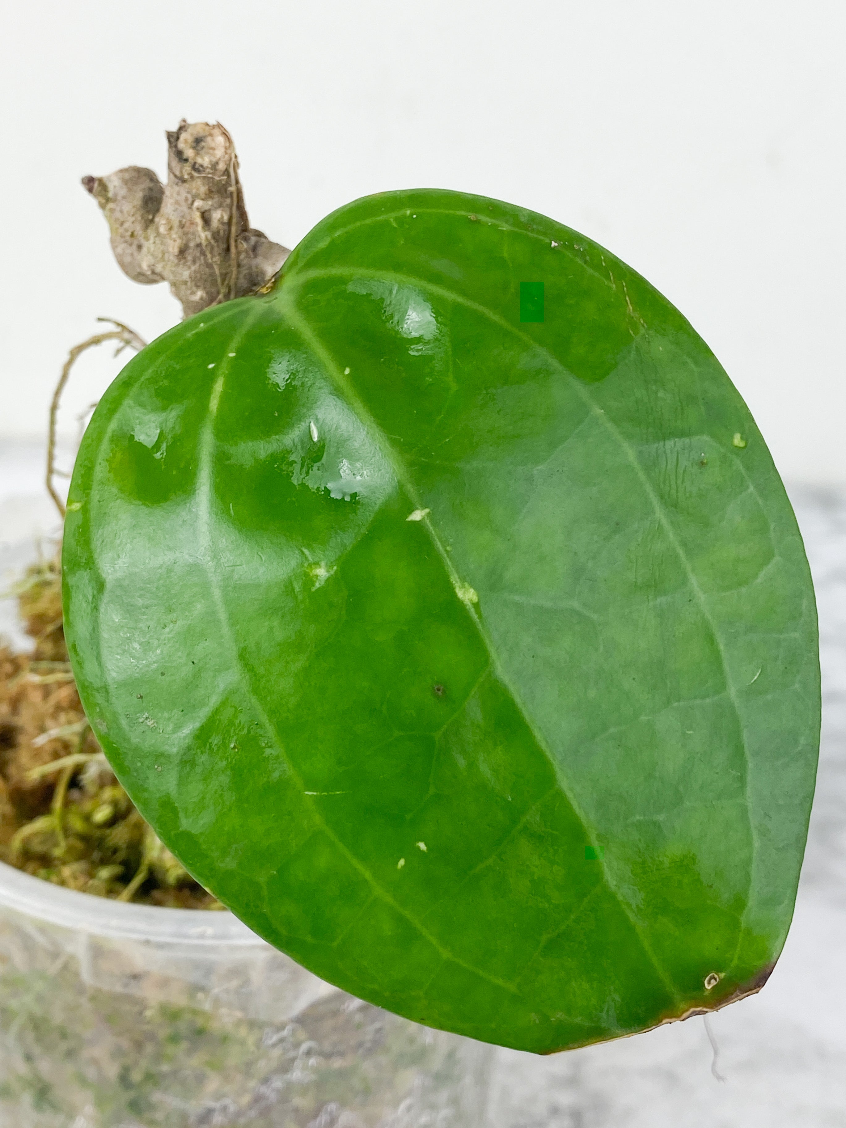 Hoya Sarawak rooted with 1 active new growth