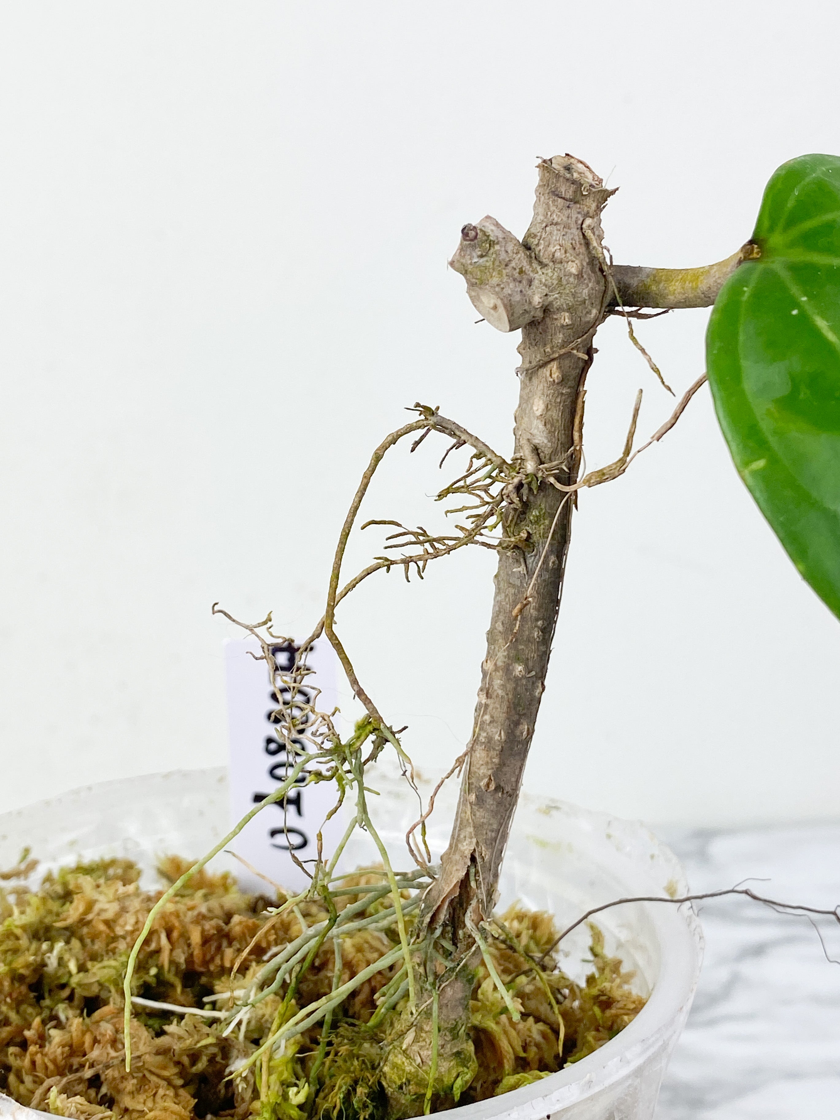 Hoya Sarawak rooted with 1 active new growth