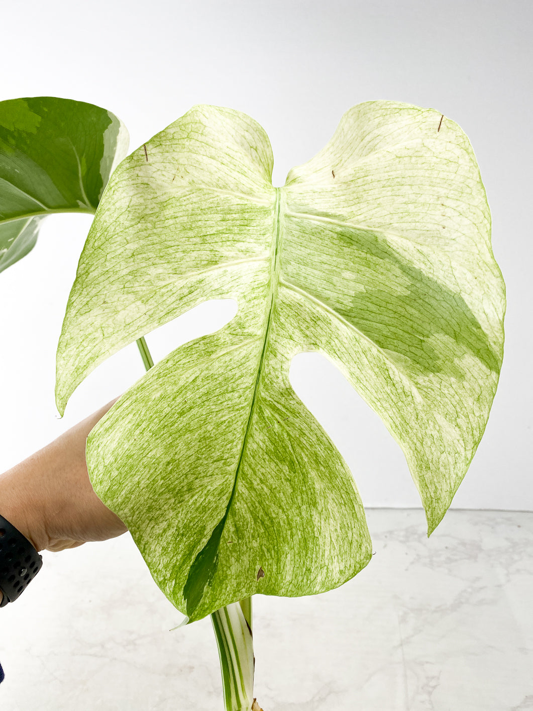 Monstera Mint Noid 2 leaves Top Cutting