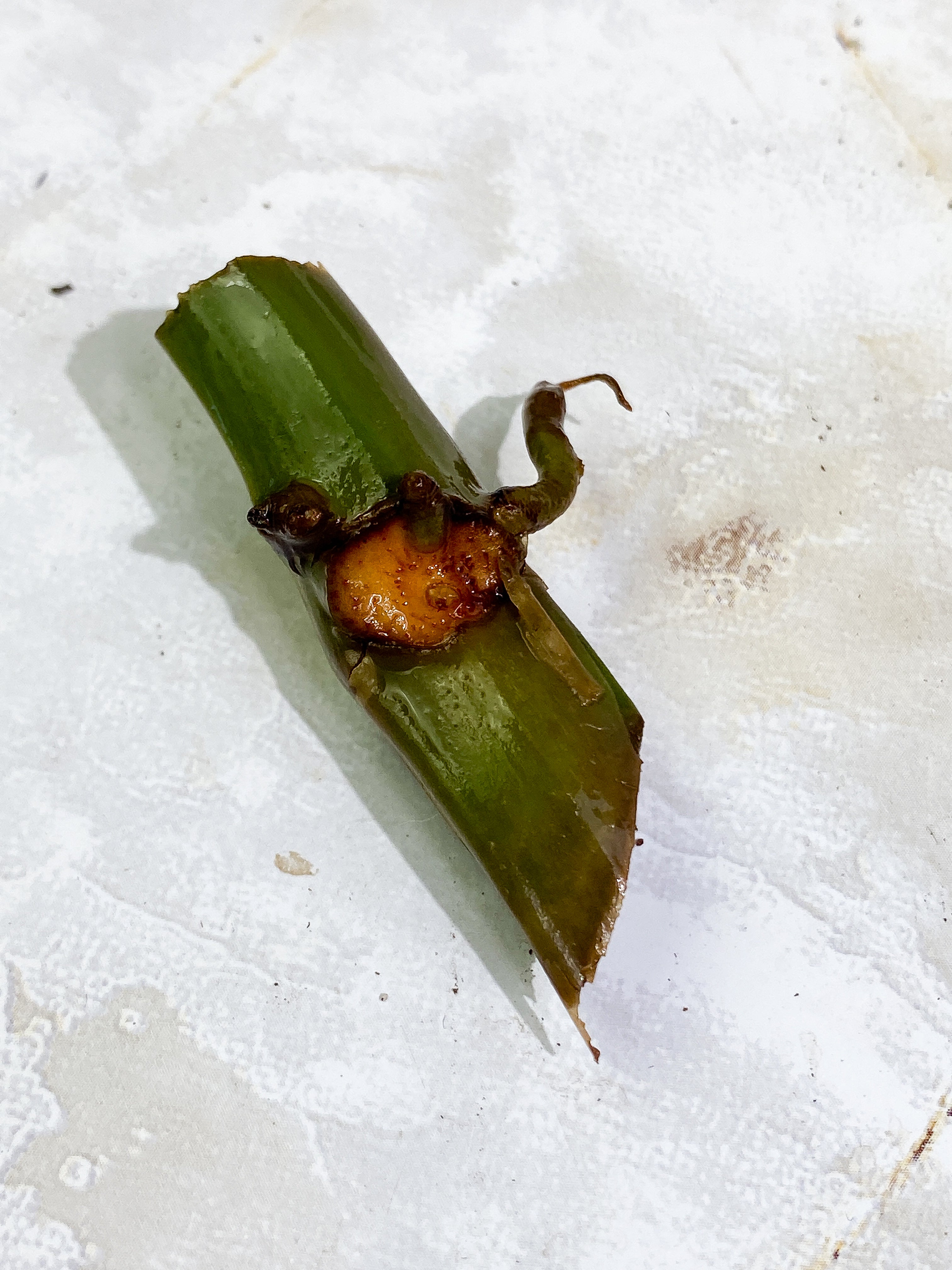 Grower Choice: Philodendron Tortum narrow form unrooted node