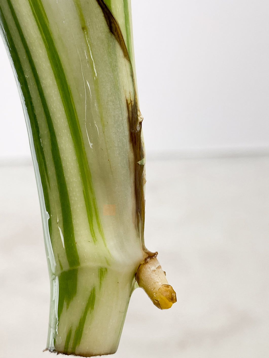 Monstera Mint Noid 2 leaves Top Cutting